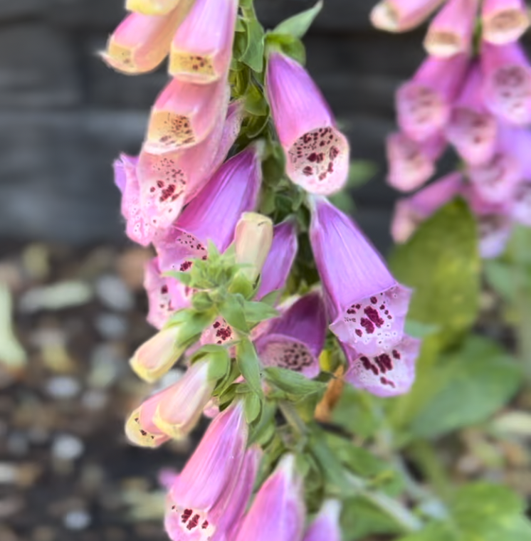 Screenshot 2025-12-19 at 14.51.14.png