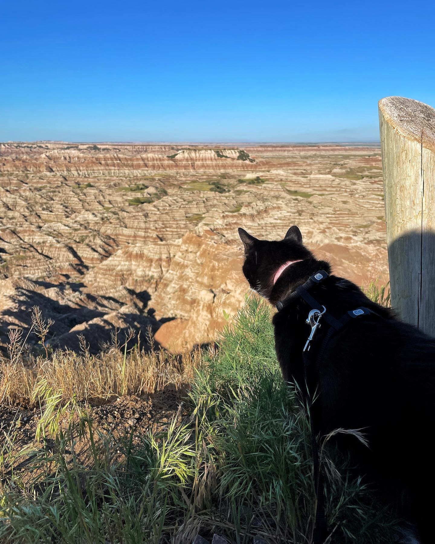 This will probably be the photo of the trip 

Flower sees the Badlands
And Buffalo 
Hundreds of prairie dogs
Kitty Mind blown