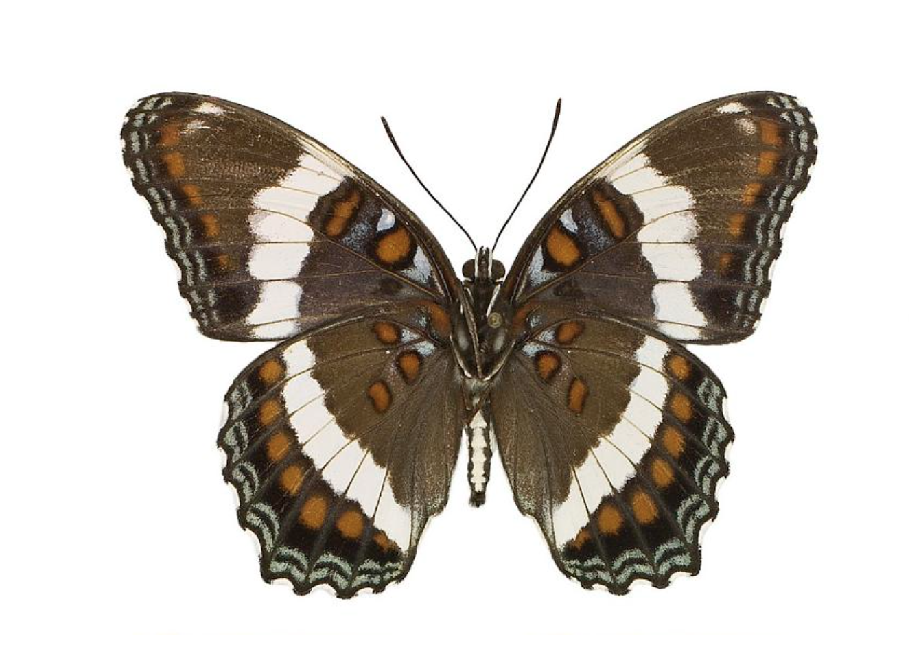 White Spotted