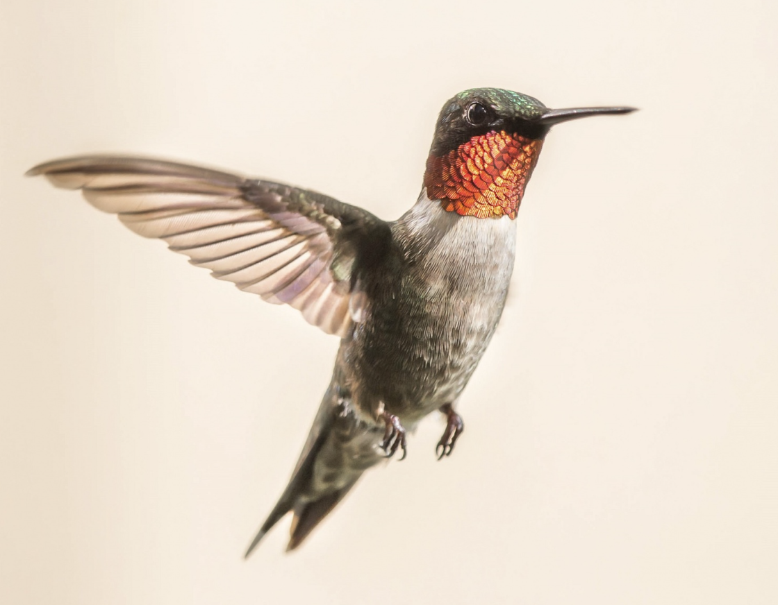 Hummingbird