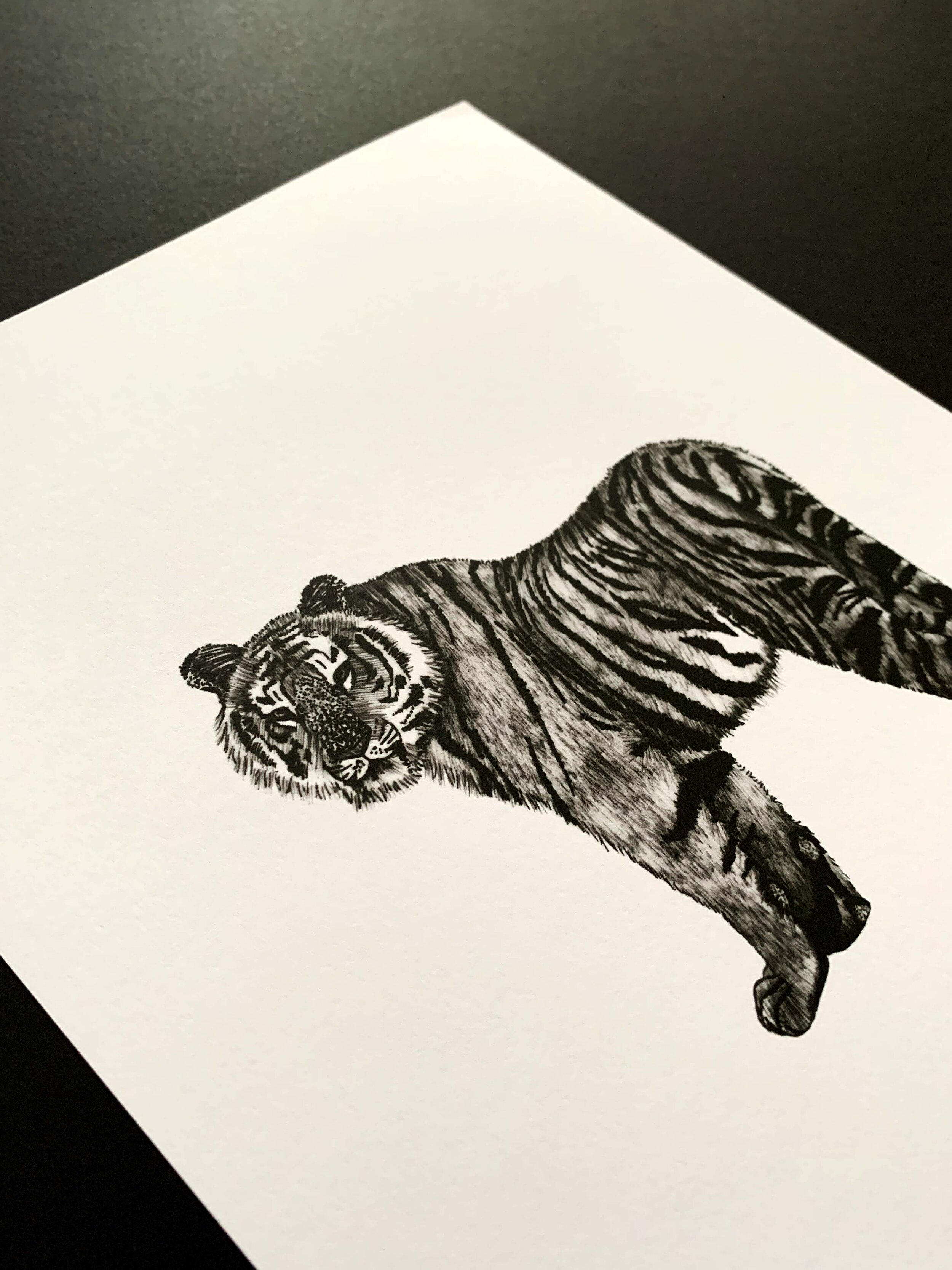Tiger Angular.jpg