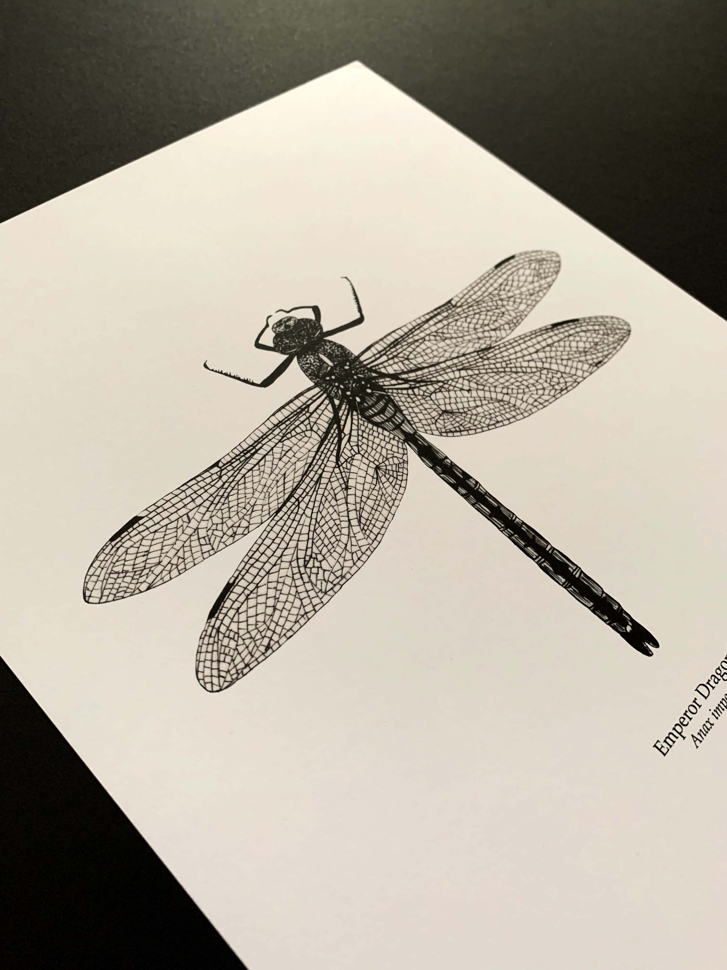 Dragonfly Angular.jpg