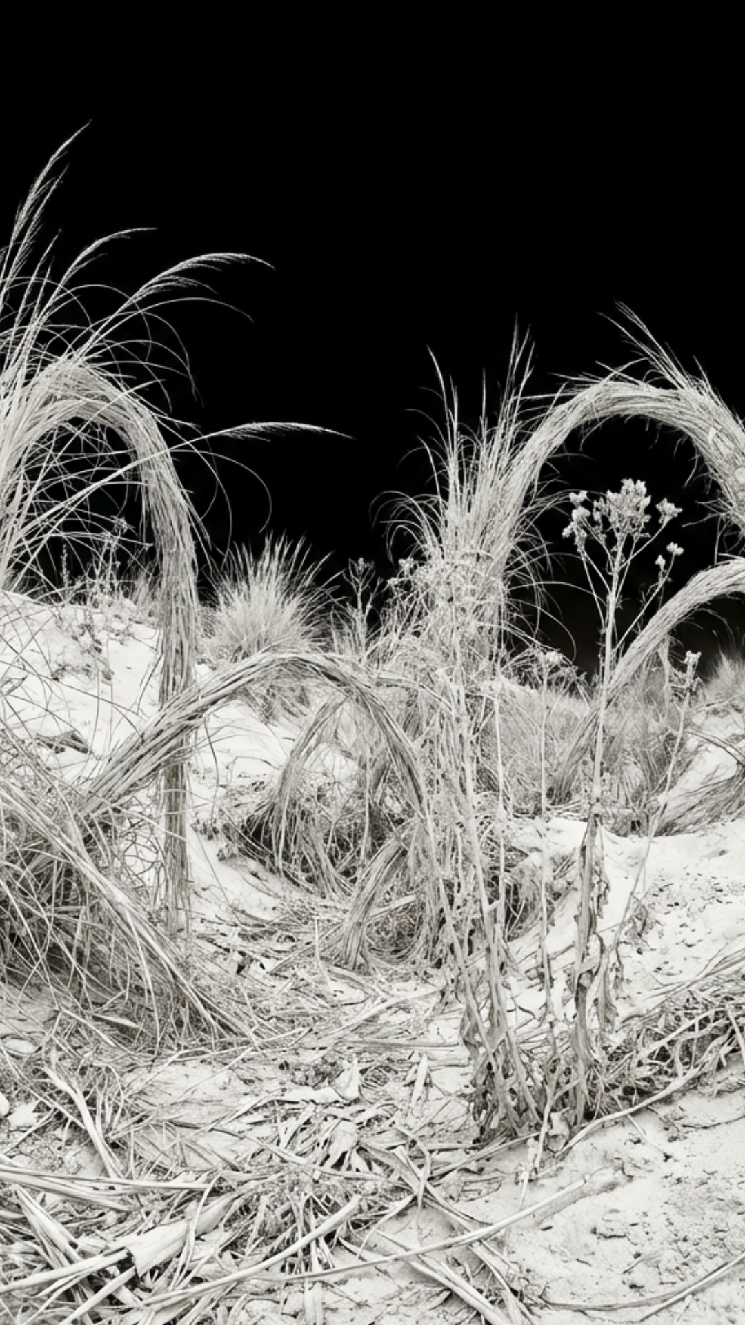 A QUIET ECOSYSTEM - illustrationImage (7).png