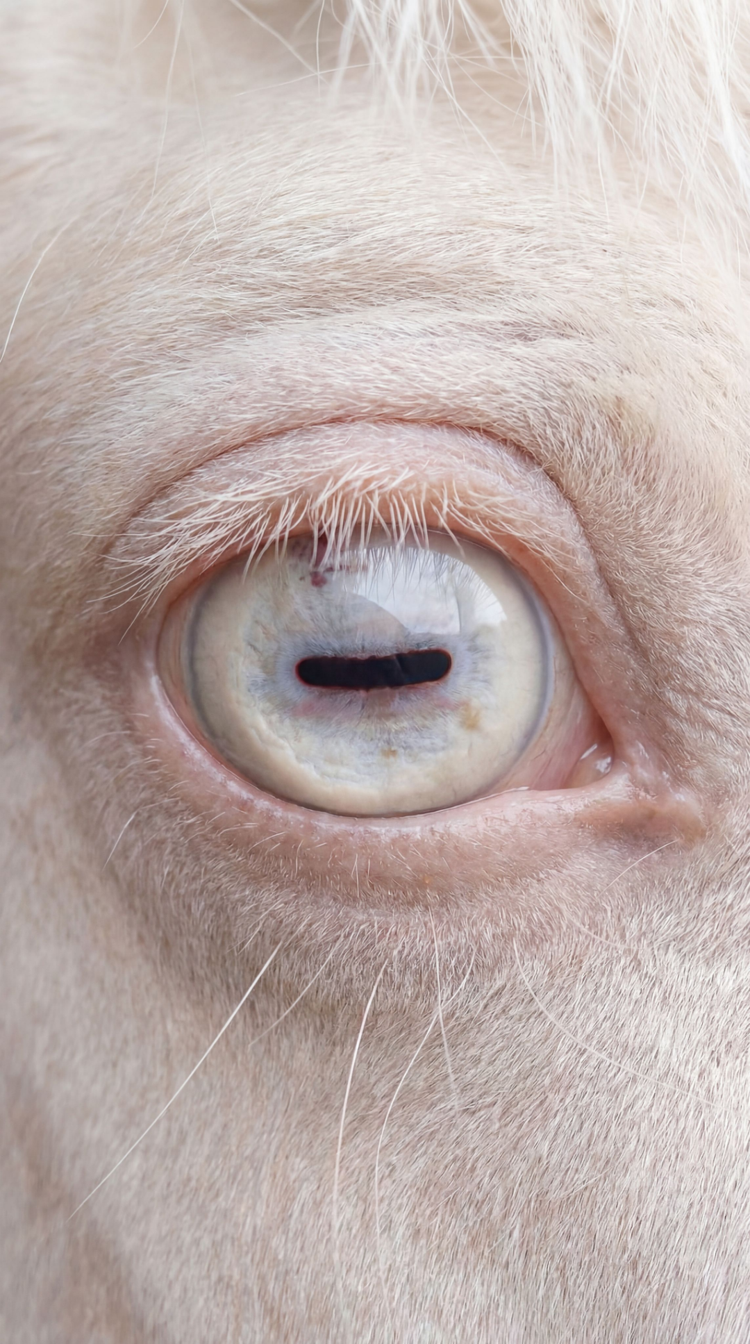 Extreme close-up of a human eye with a cloudy, blue-gray iris and a dark, horizontal slit pupil.
