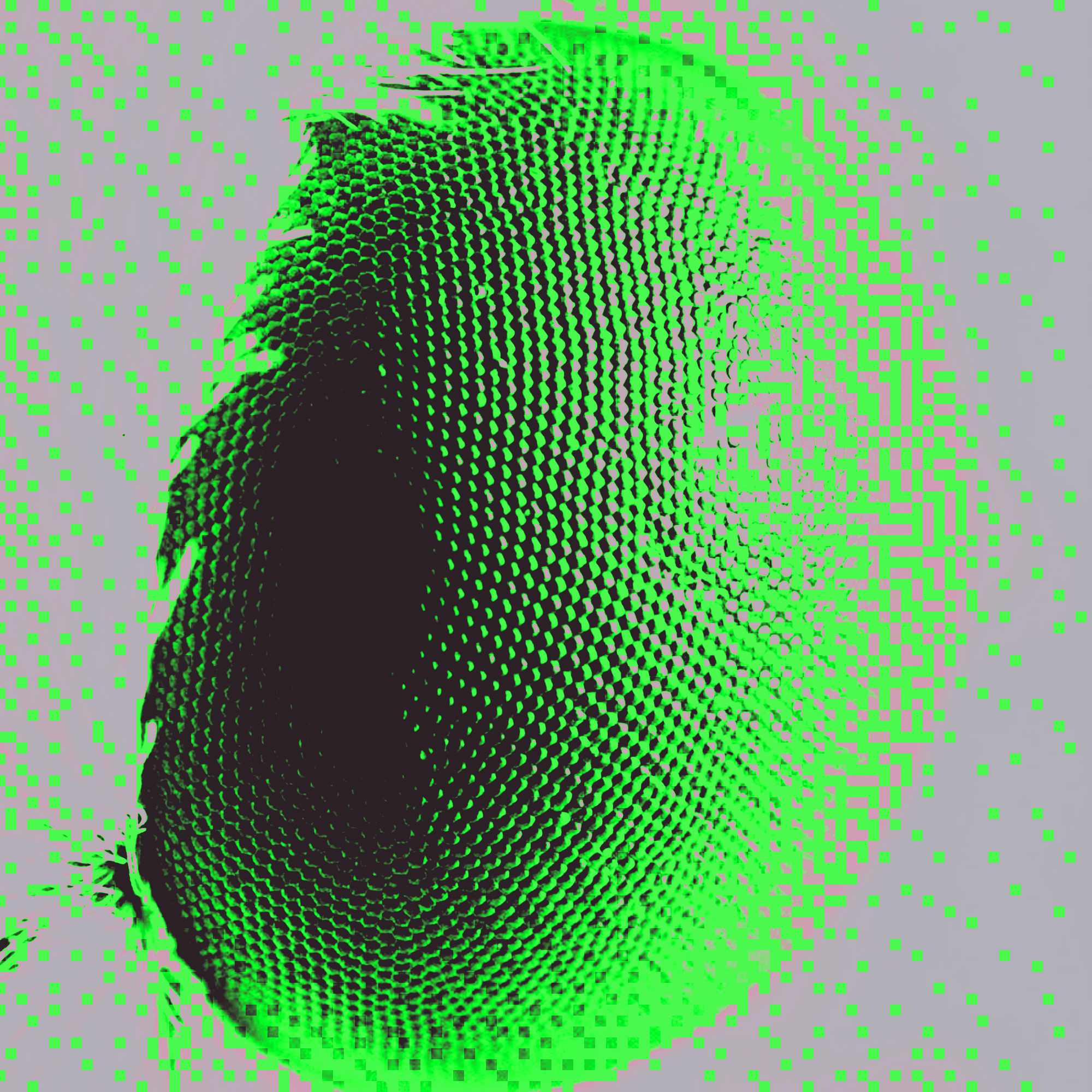 From Natural Algorithms to Digital Processes