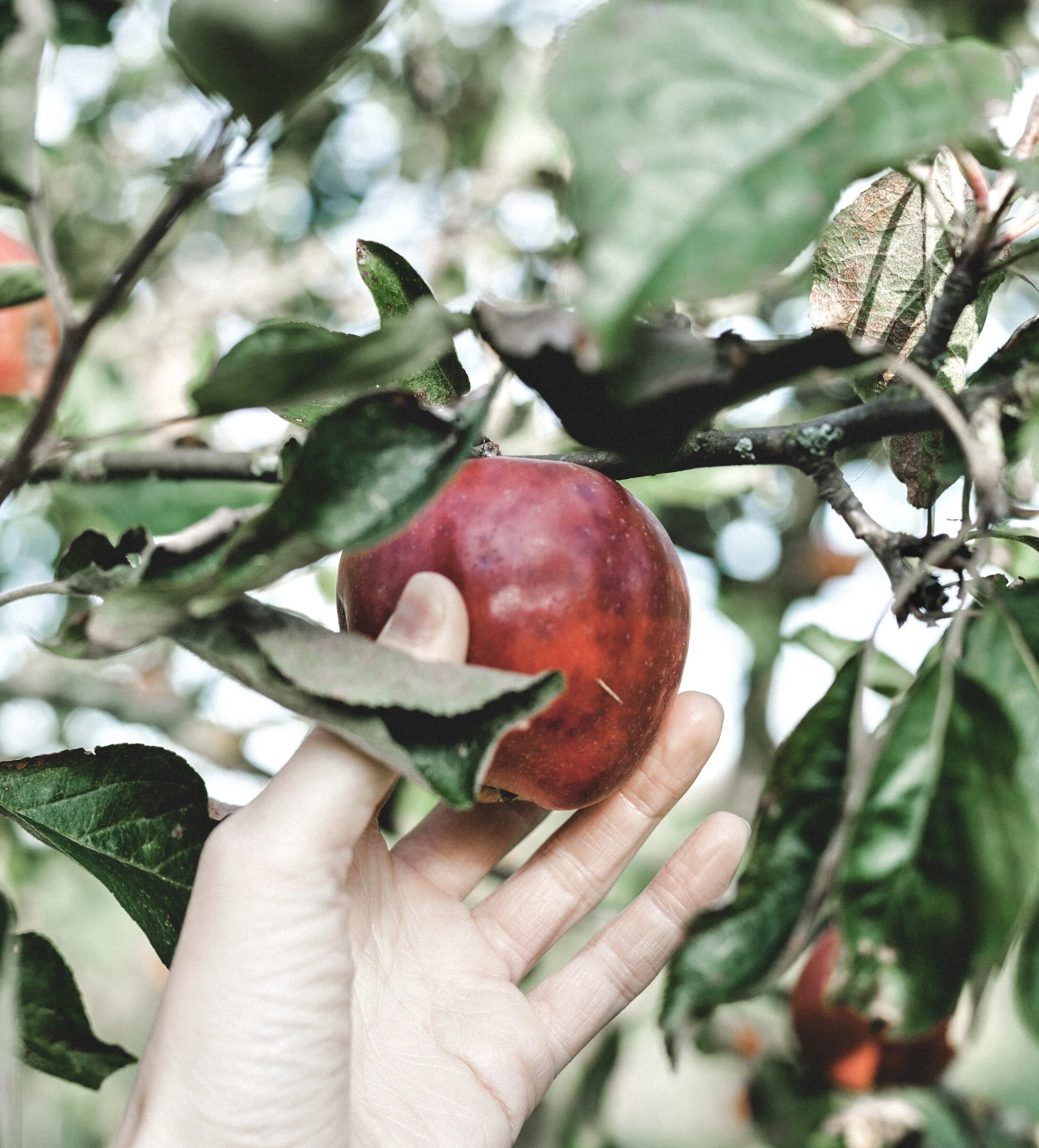 Temptation As Suffering