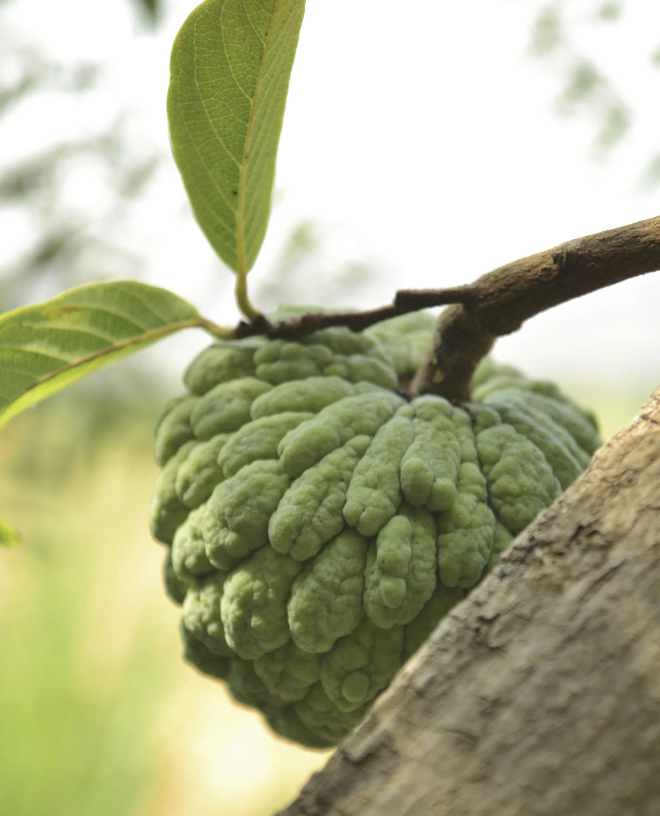 The Forgotten Fruit