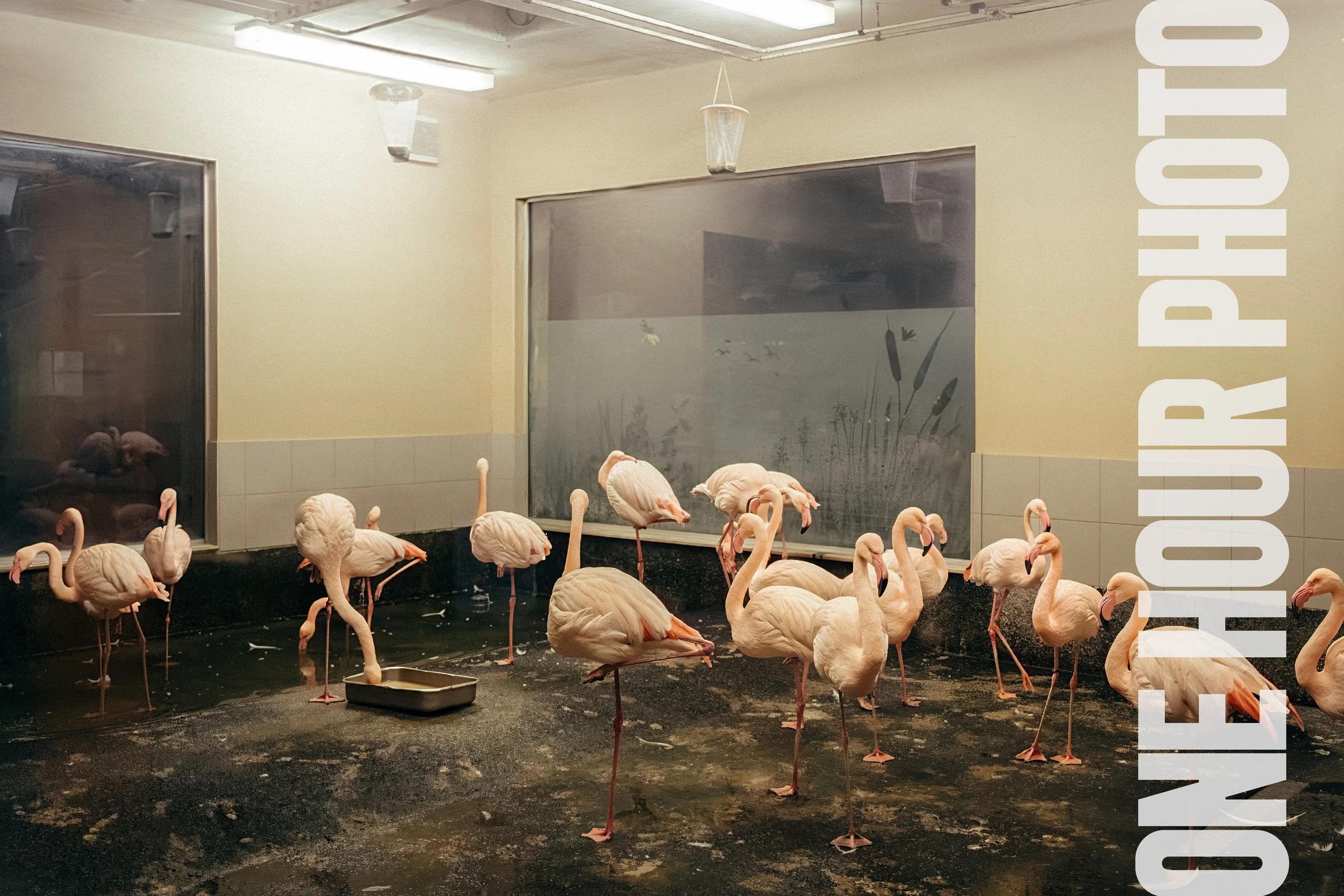 Flamingos in einem Innenraum, vermutlich in einem Zoo oder Tierpflegestation, stehen auf dem Boden.