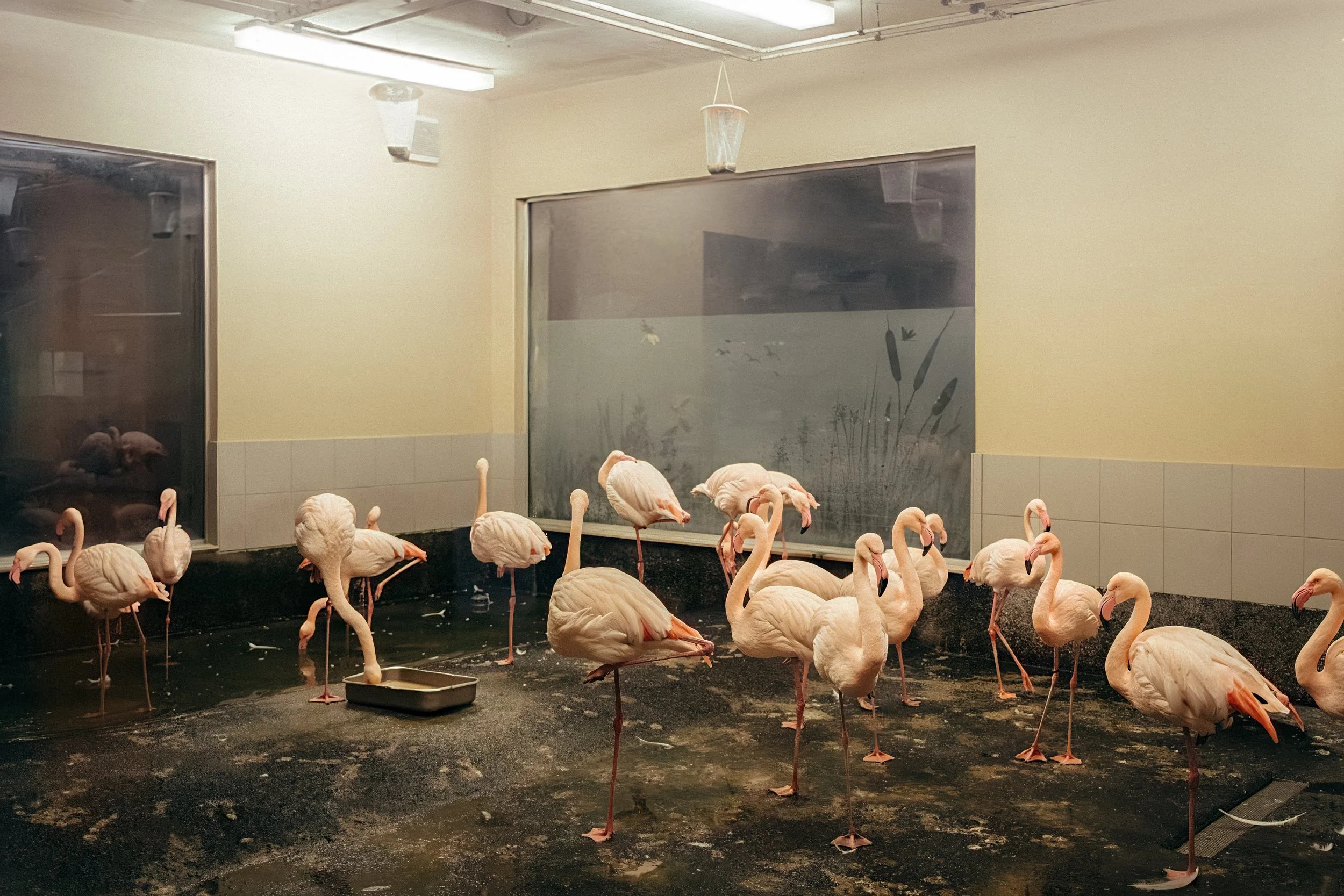 Mehrere Flamingos in einem Käfig, der mit dunklem Boden und weißen Fliesen an den Wänden ist, im Hintergrund sind große Fenster und eine Lampe an der Decke.