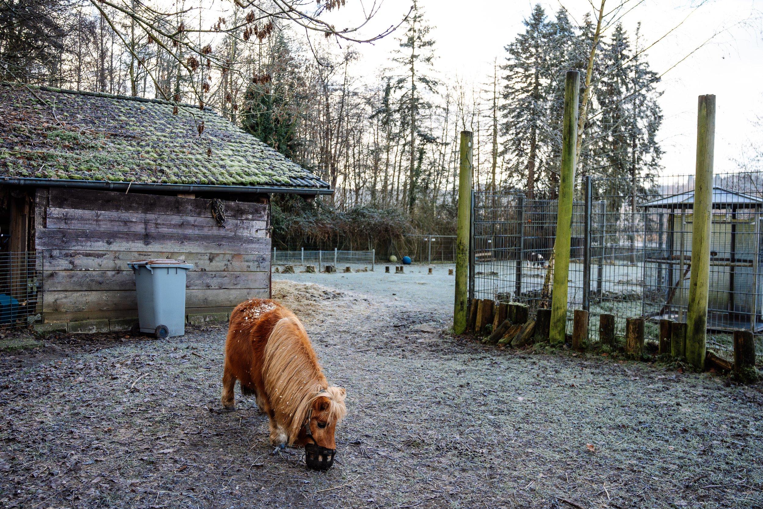 Ein kleiner Pony frisst am Boden in einem eingezäunten Tiergehege. Das Wetter ist frostig, und die Umgebung ist von Bäumen umgeben.
