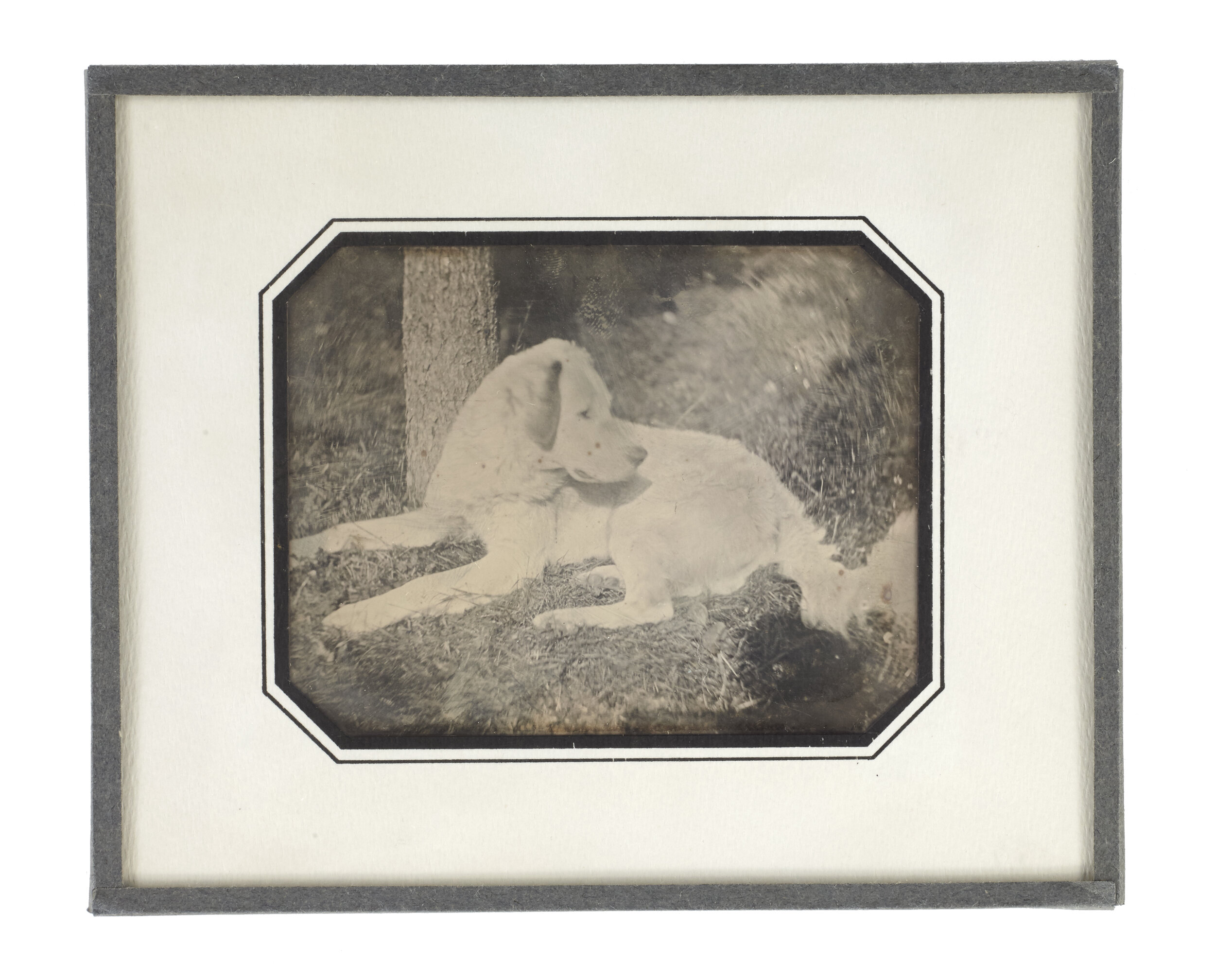 single dog_labrador_1.jpg