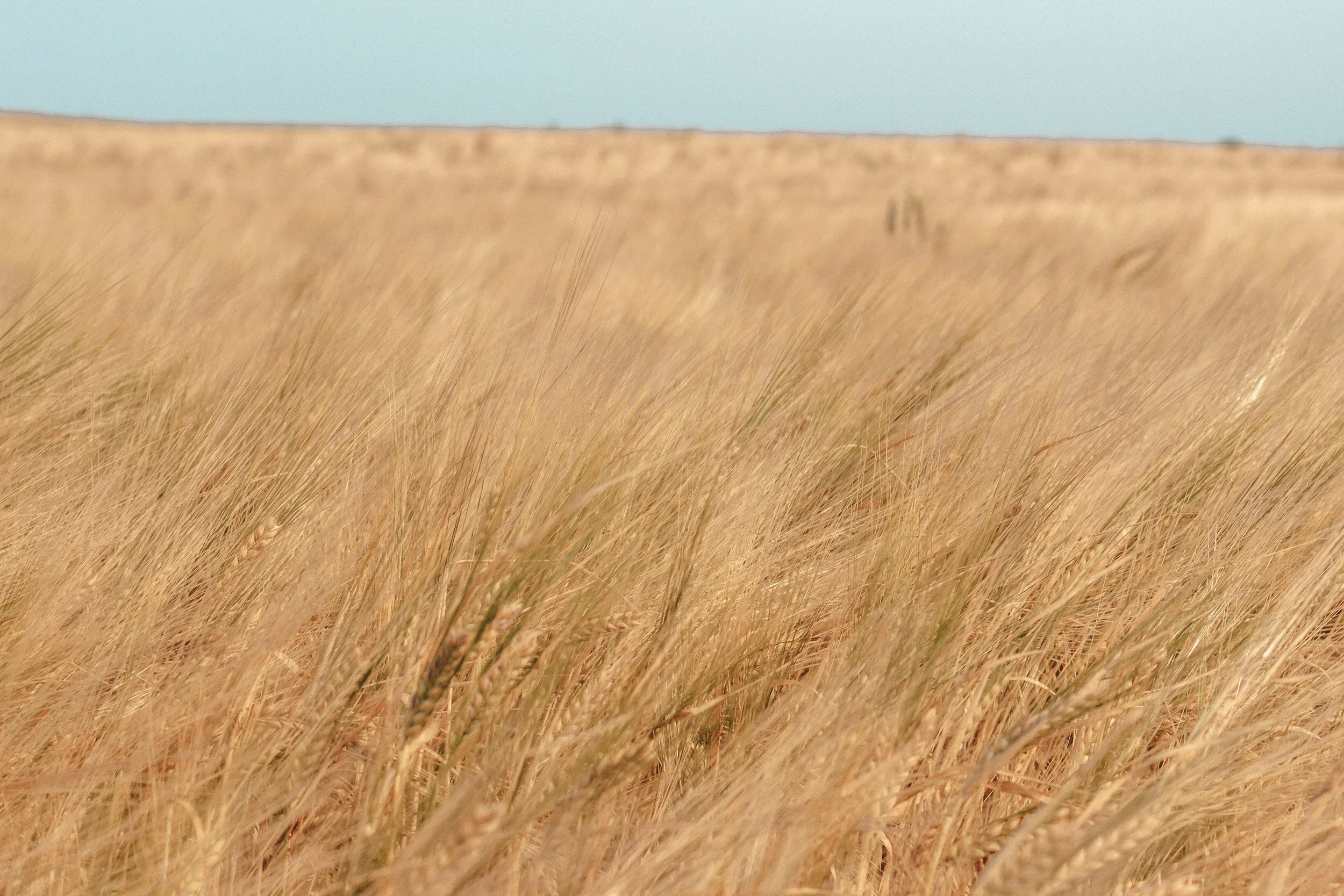 Field.jpg