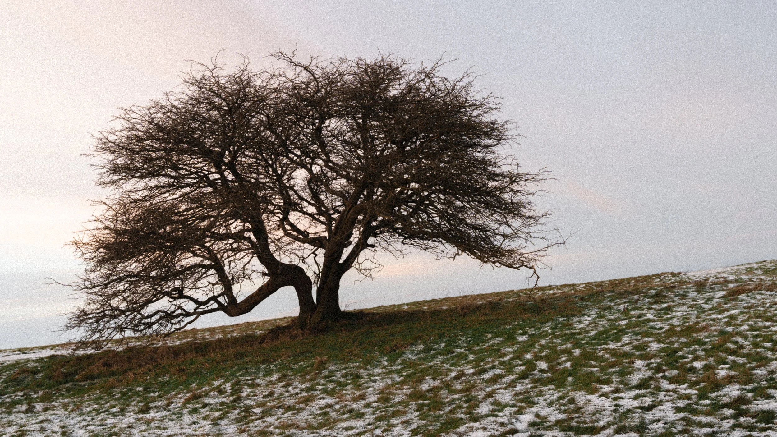 A solitary leafless tree on a snow-dusted grassy hill against a cloudy sky at dusk.