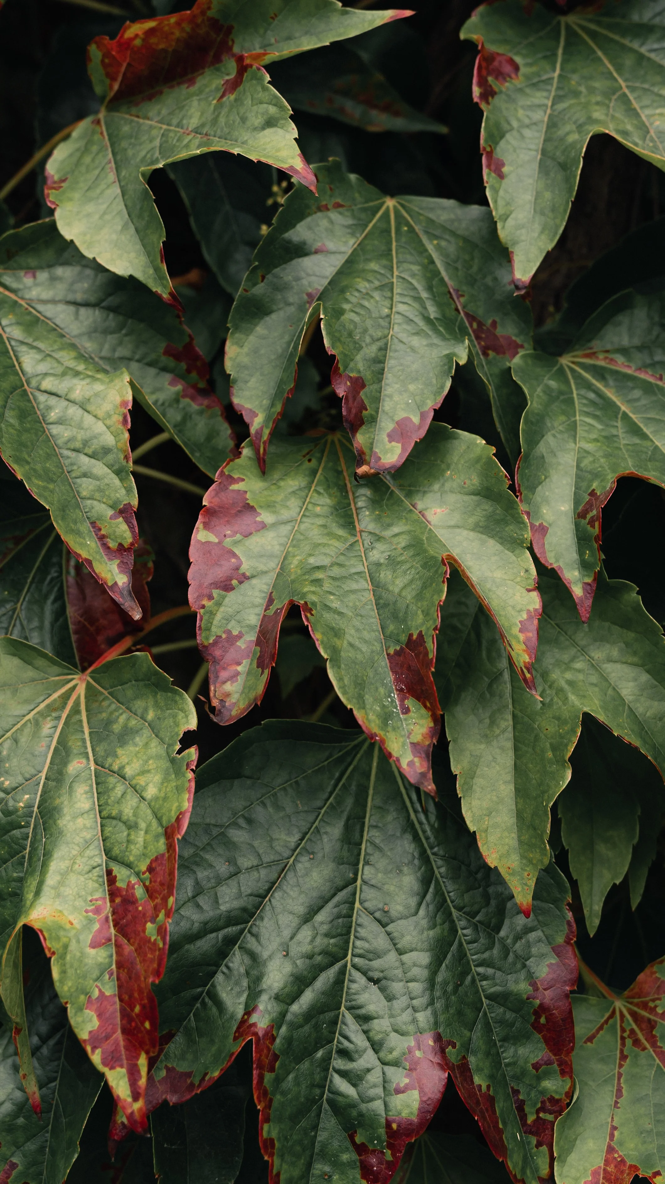Close-up of multiple green and red variegated holly leaves.