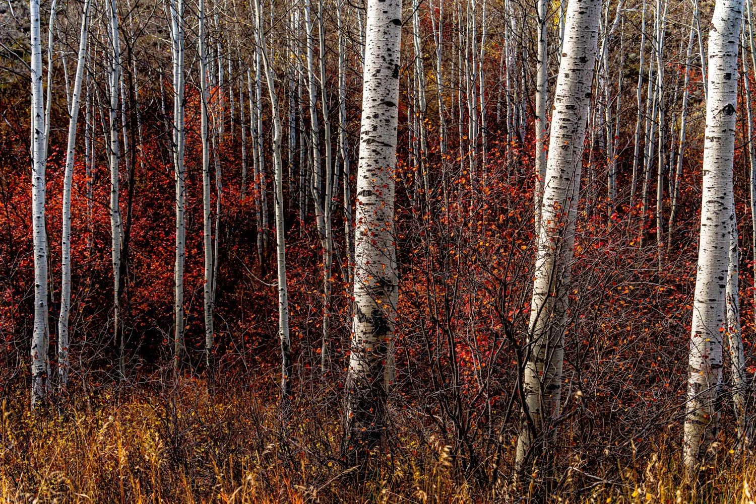 Renato Rampolla: Artist