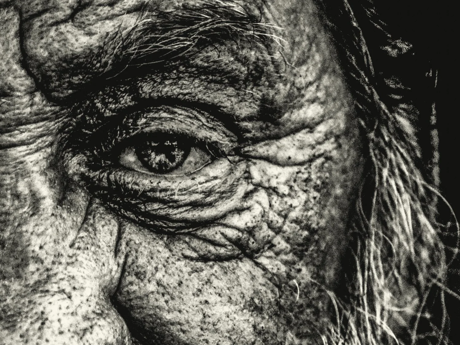 David G II_ 24 x 24 Renato RampollaRenato Rampolla.jpg