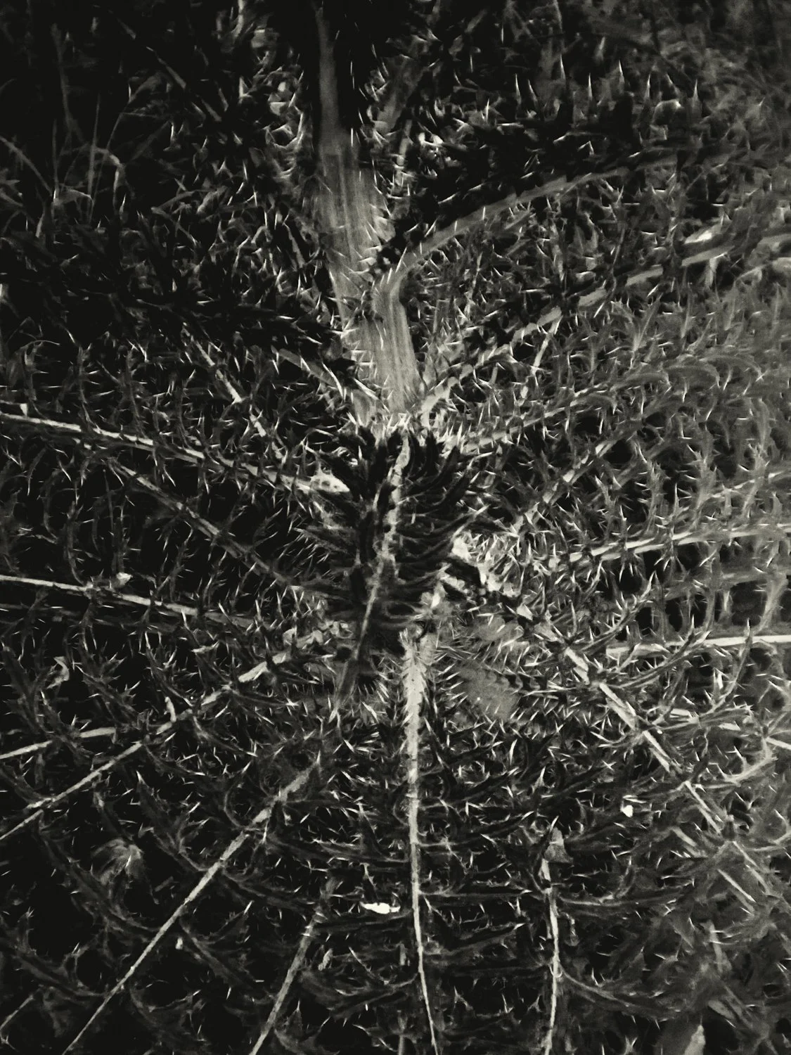 A7500242Renato Rampolla.jpg