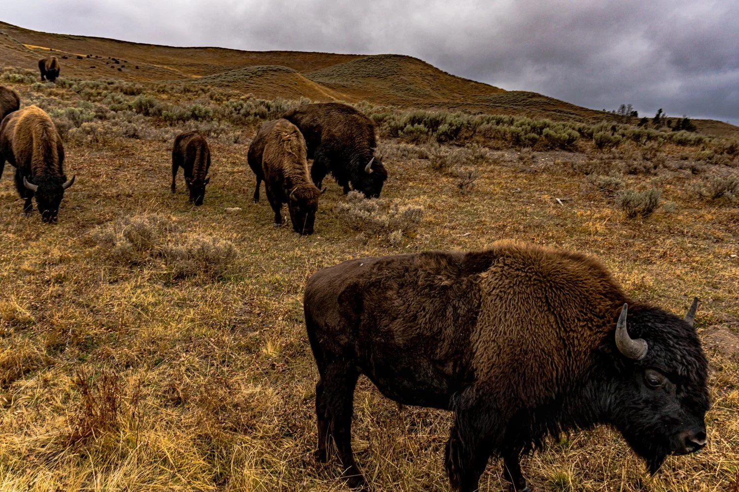 Renato Rampolla: Artist