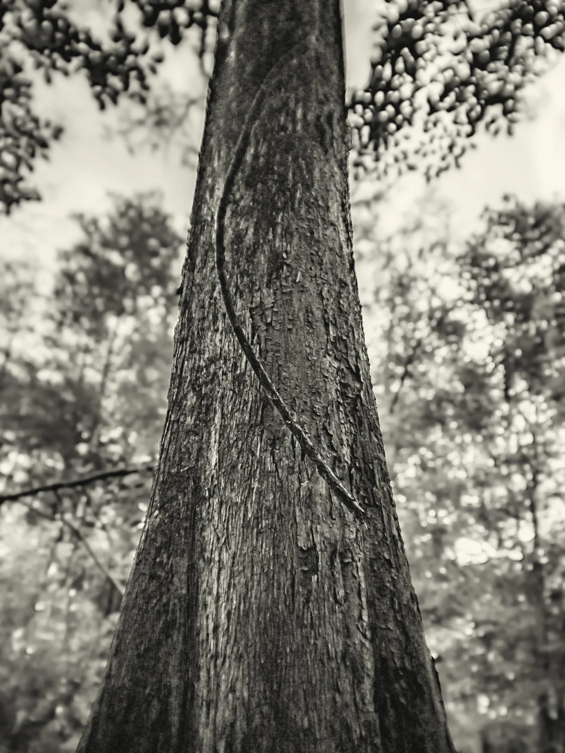 A7500131Renato Rampolla.jpg