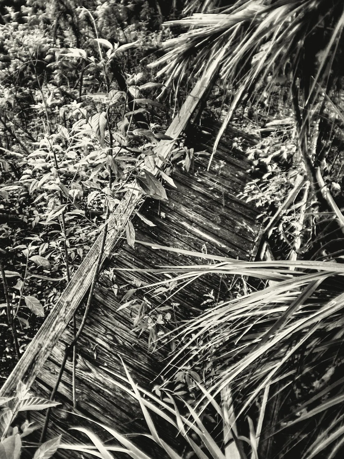 A7500038Renato Rampolla.jpg