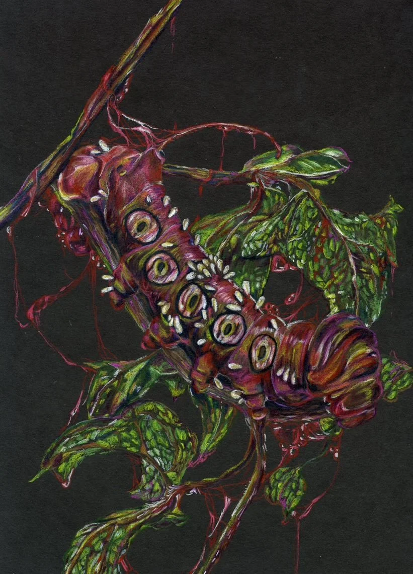 instar 3.jpg