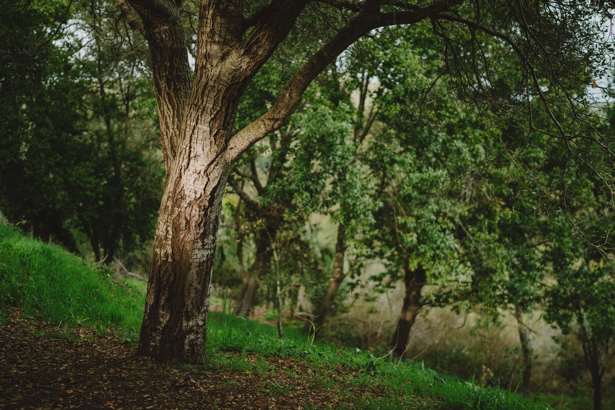 The light-touched trunk of a tree stands out against a background of greenery.