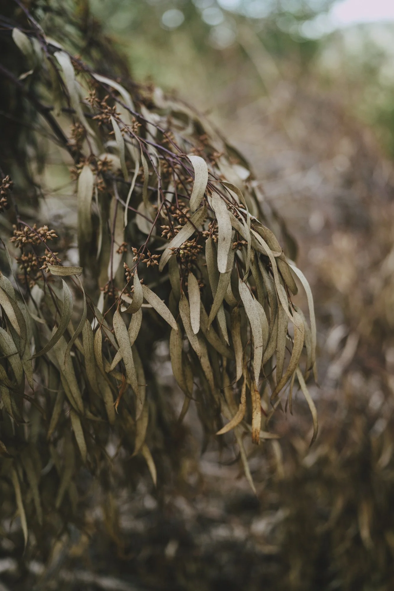 A dried-out, fallen eucalyptus branch is seen in close-up.