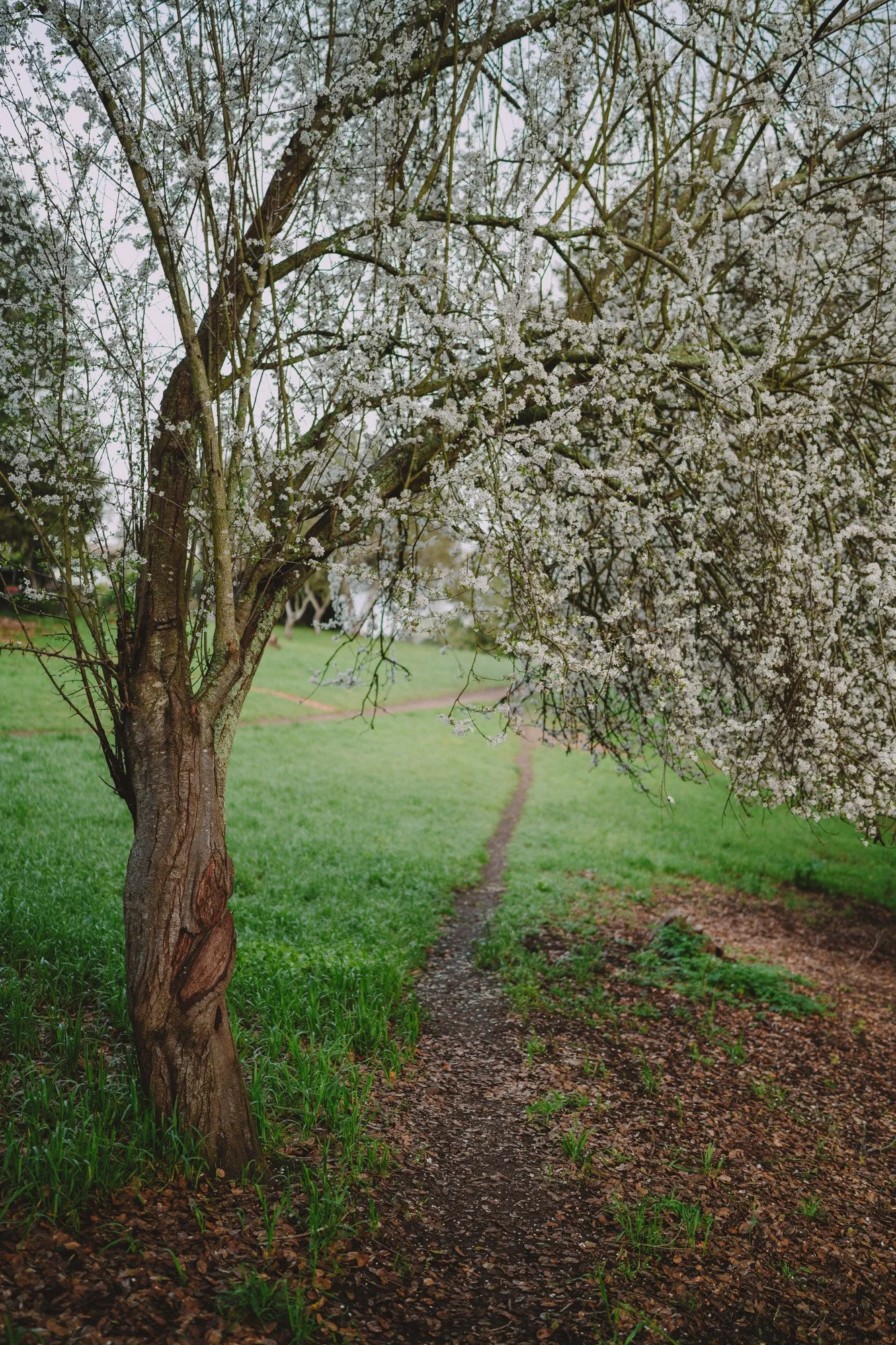 a flowering plum tree overhangs a narrow footpath through lush green grass