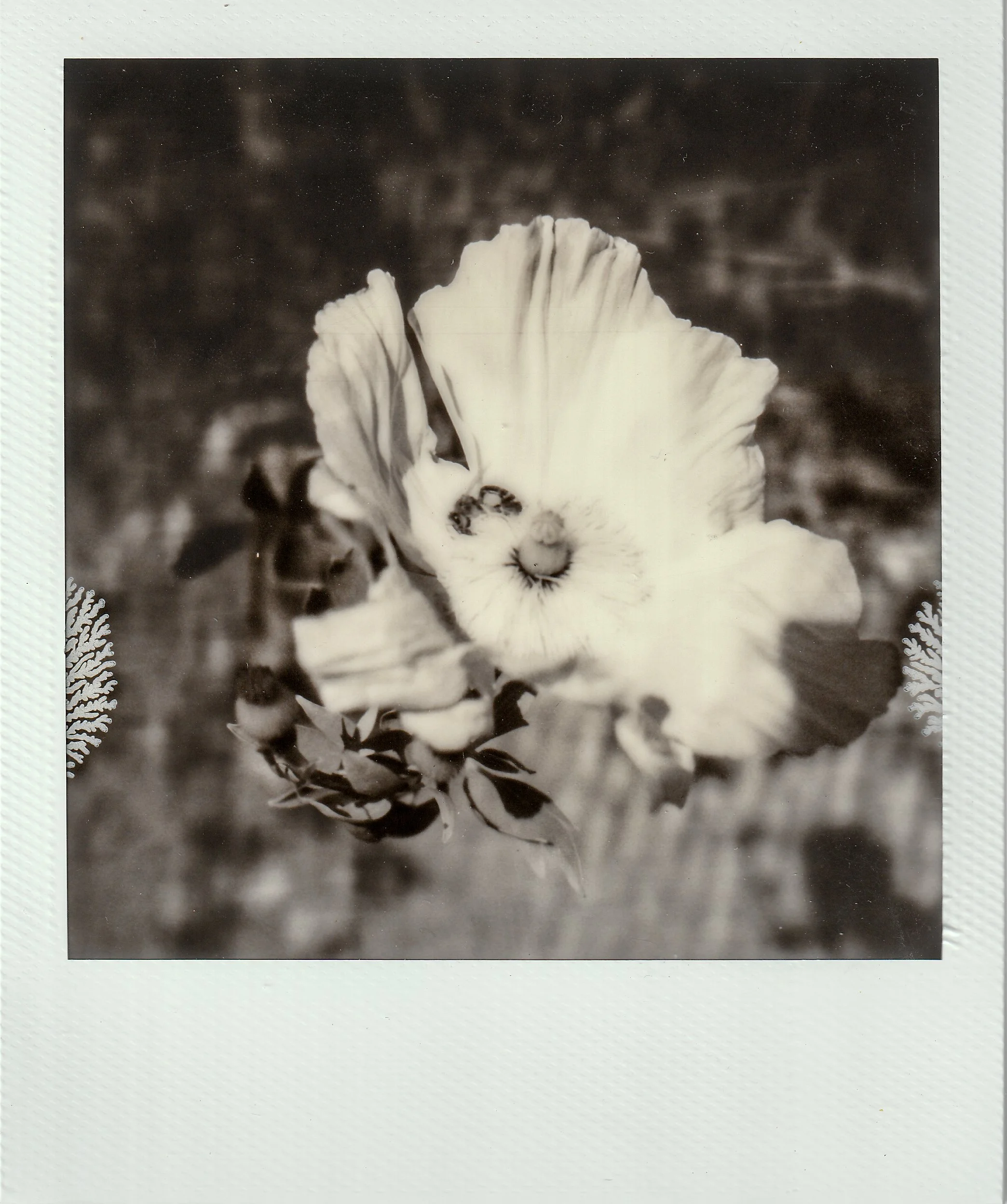 Polaroids-3.jpg