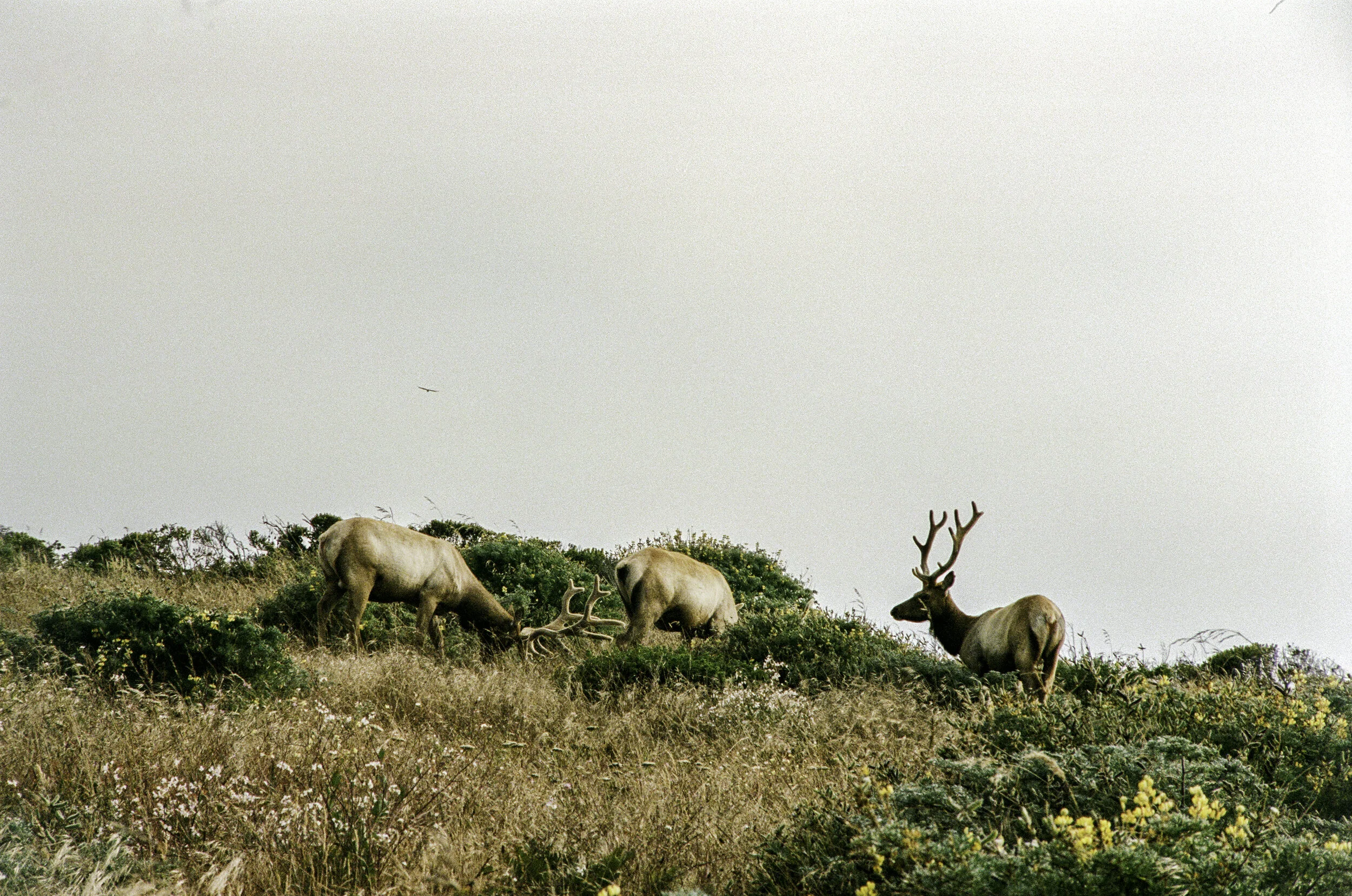 Tule Elk on Tomales Pt.