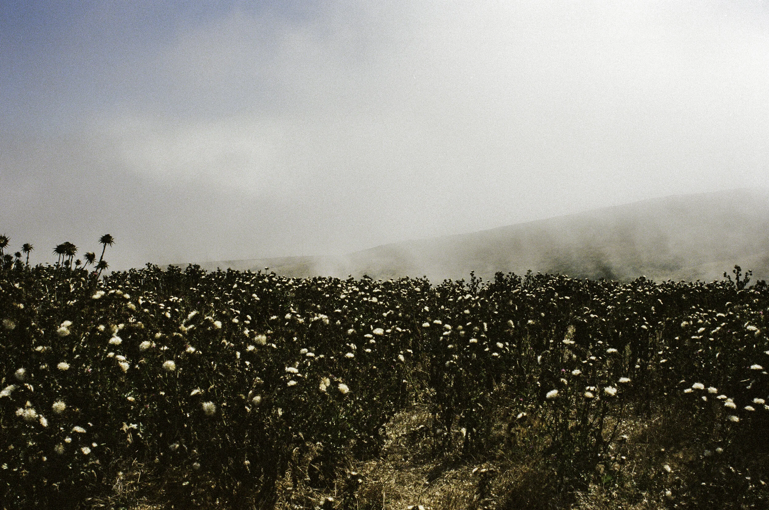 Thistles off Pt. Pierce Rd.