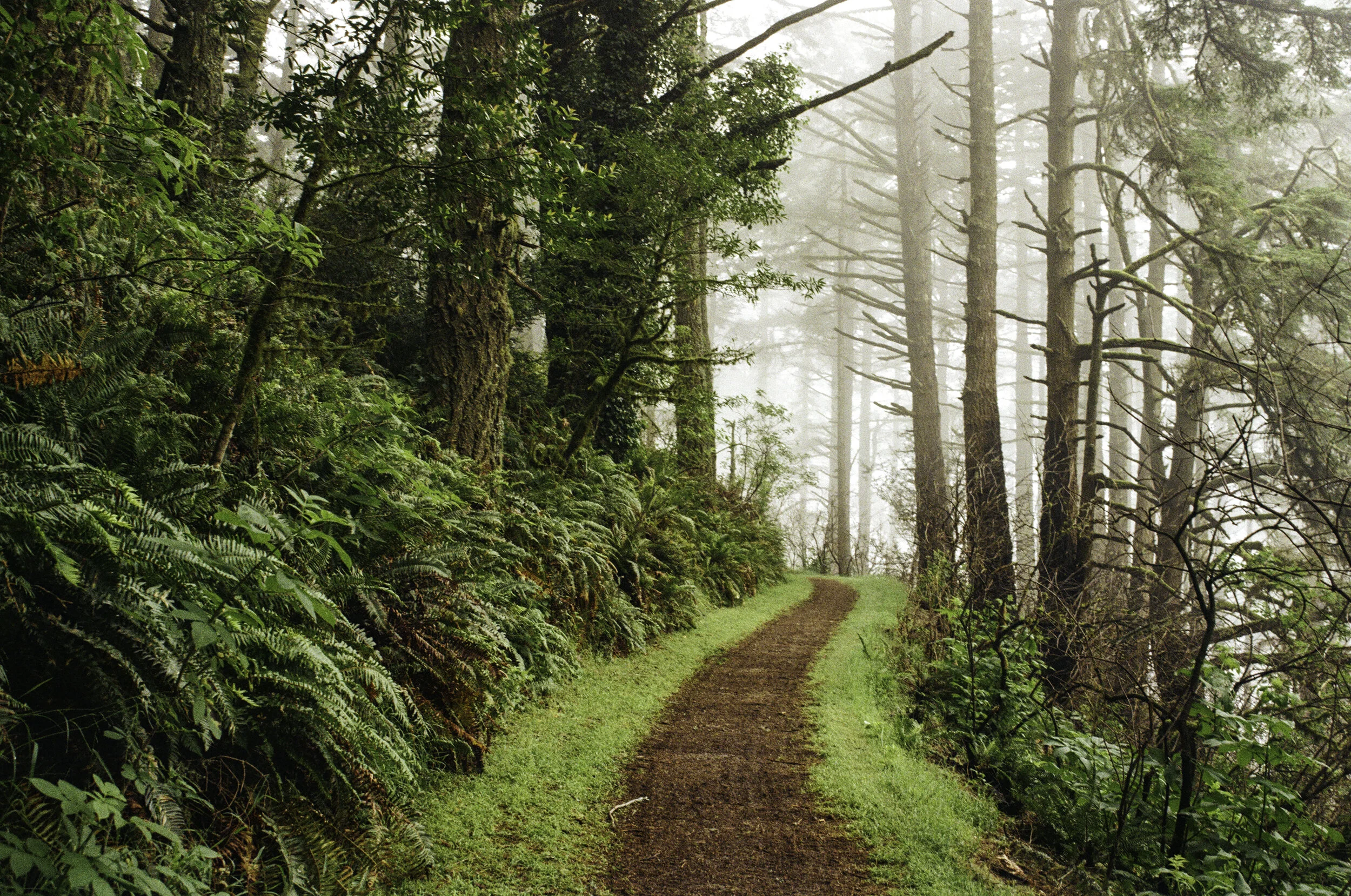 Ferns and pines grow lushly on hillside, a warm dirt trail moving through them in the fog.