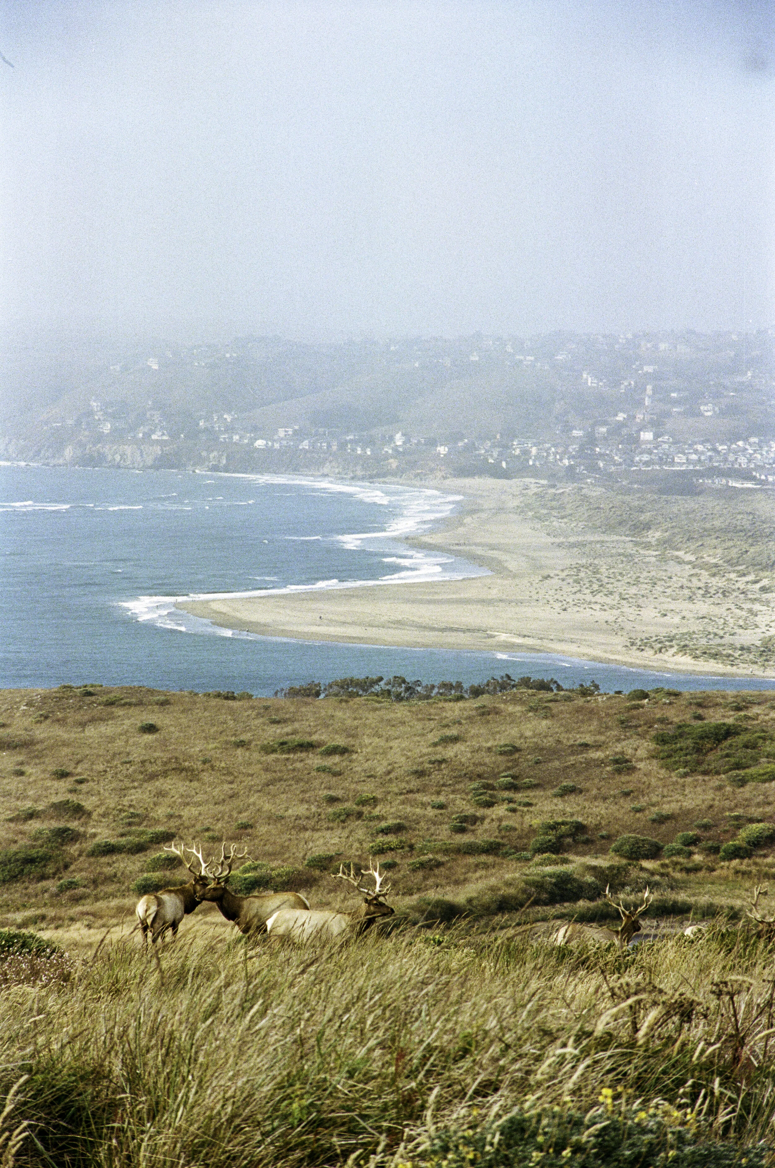 Tule Elk graze on Tomales Point with bodego Bay peeking through the fog in the background.