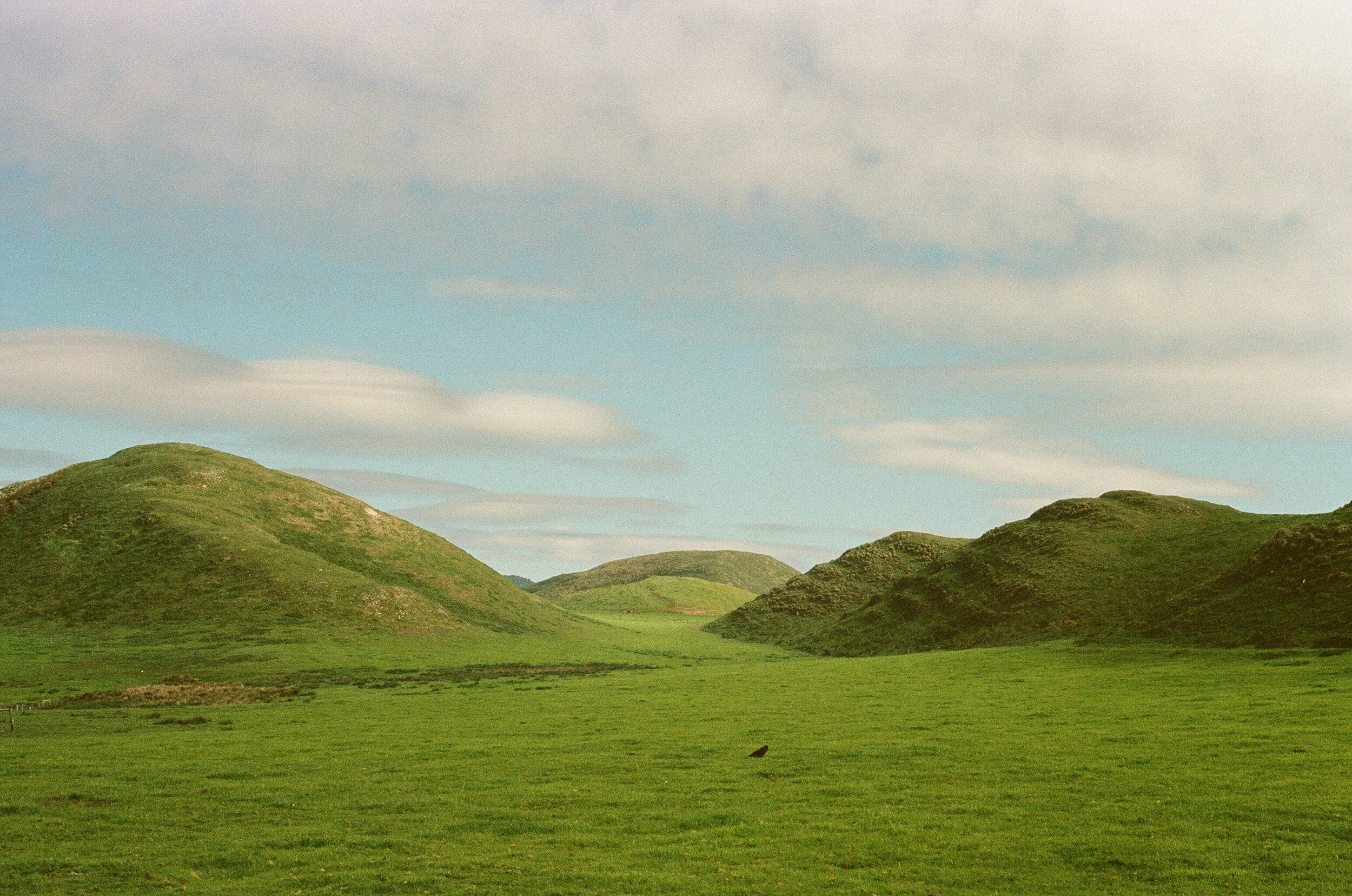 A lone raven sits in lush green field surrounded by low, ridged hillsides off the Abbotts Lagoon trail.