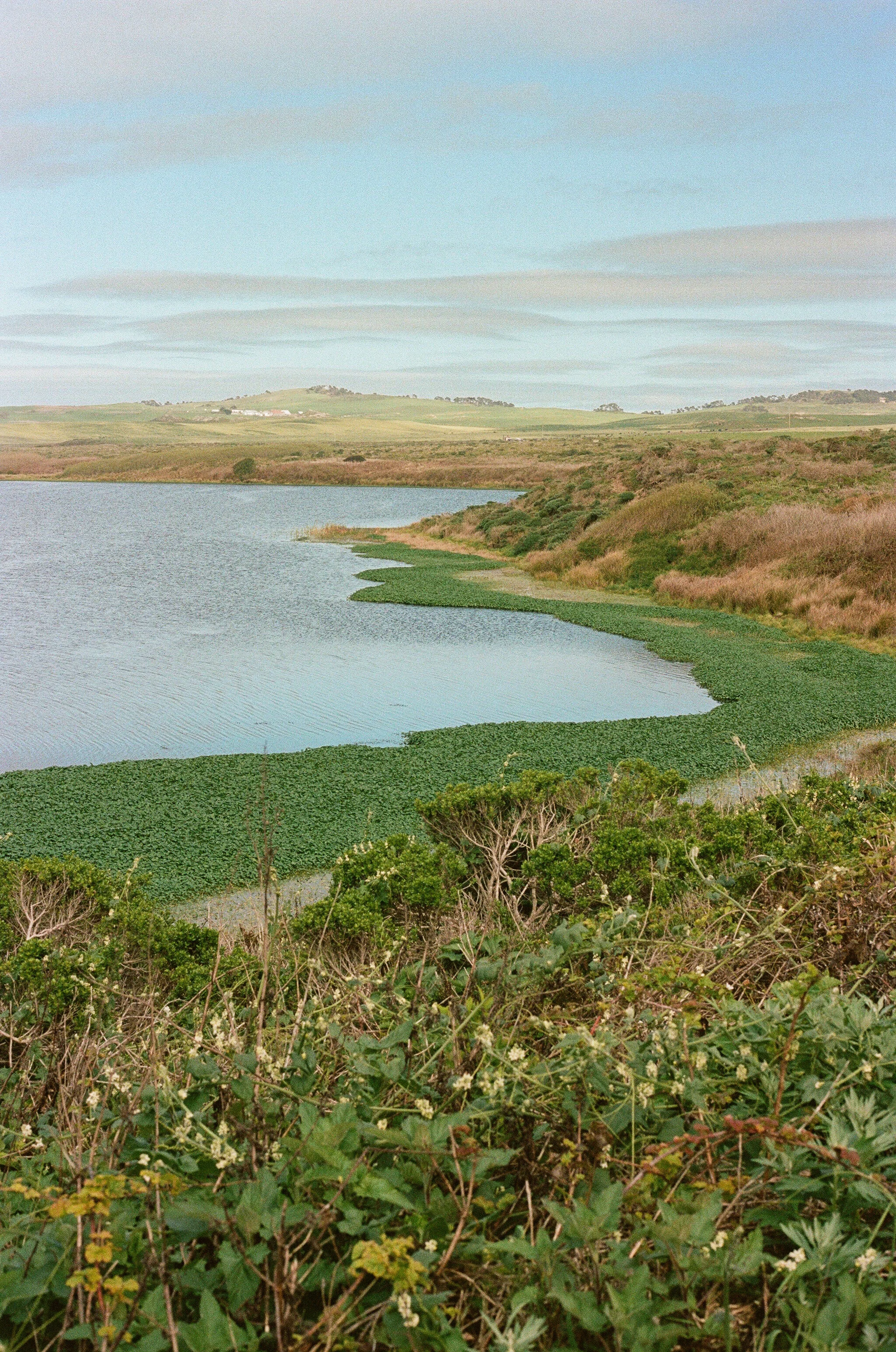 Abbotts lagoon, its edges chocked with weeds and surrounded by thick vegetation.
