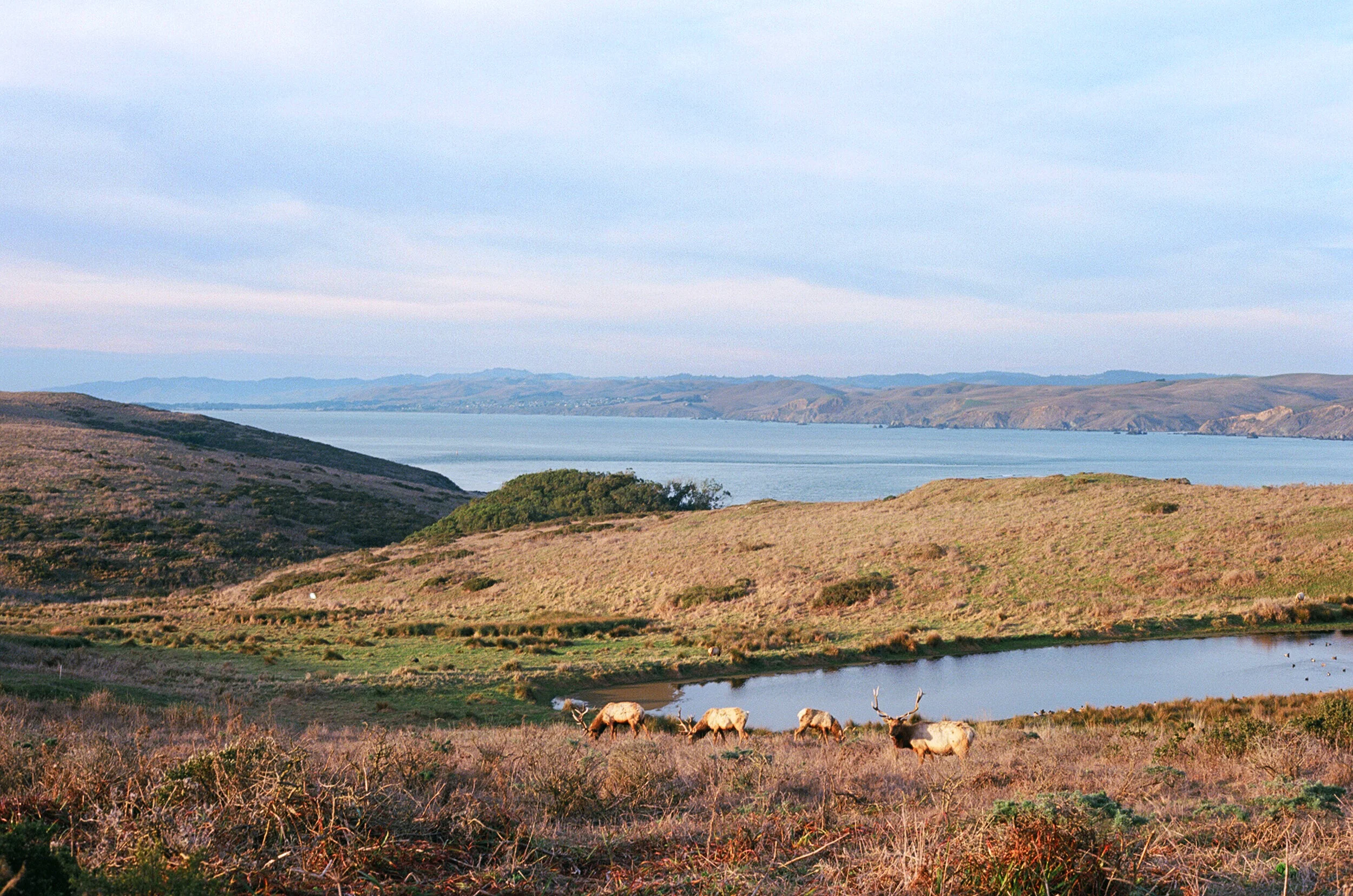 Male Tule Elk graze in the leaving sun near a catchment pond on Tomales Point.
