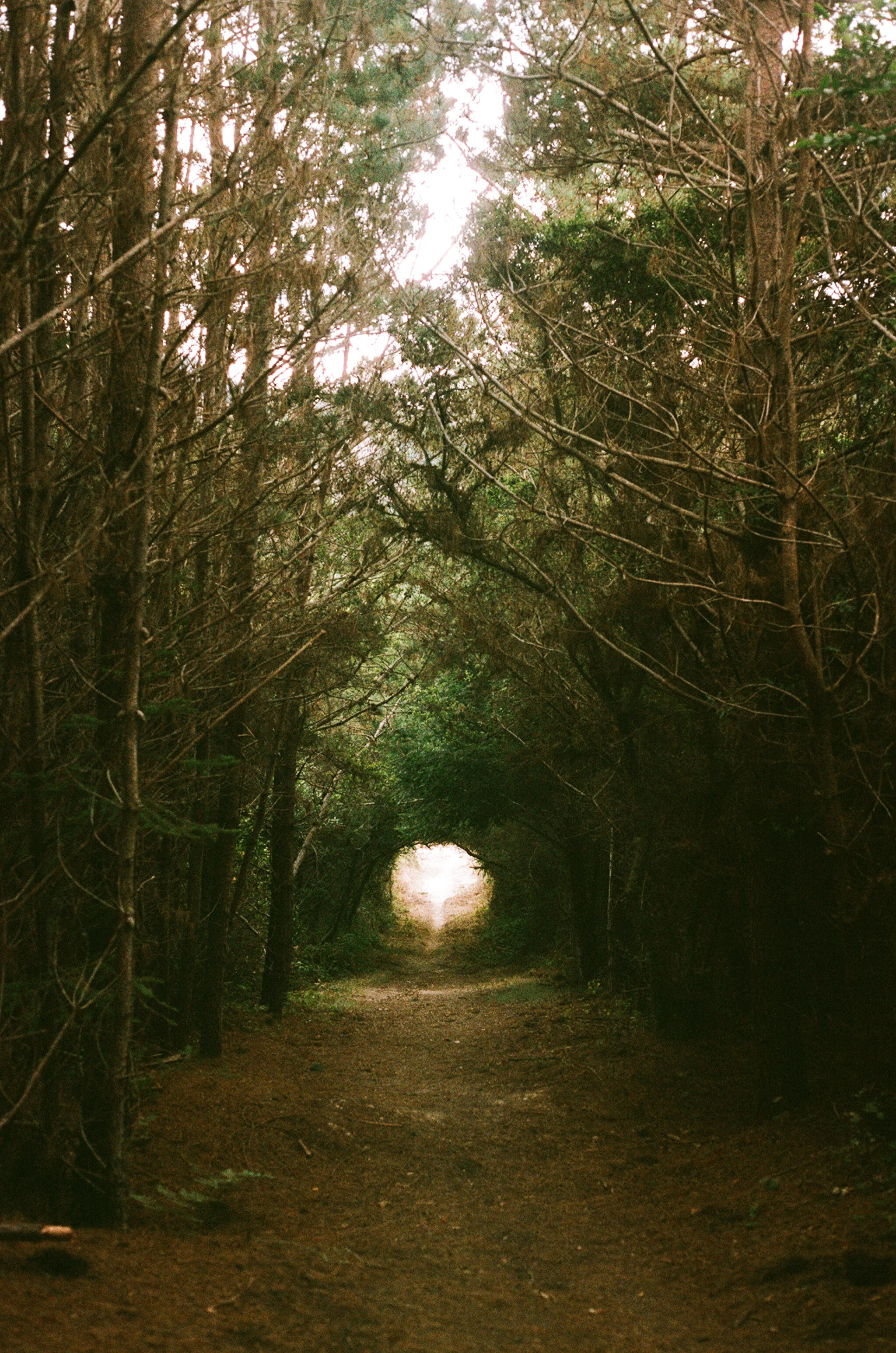 A holloway through bishop pine.