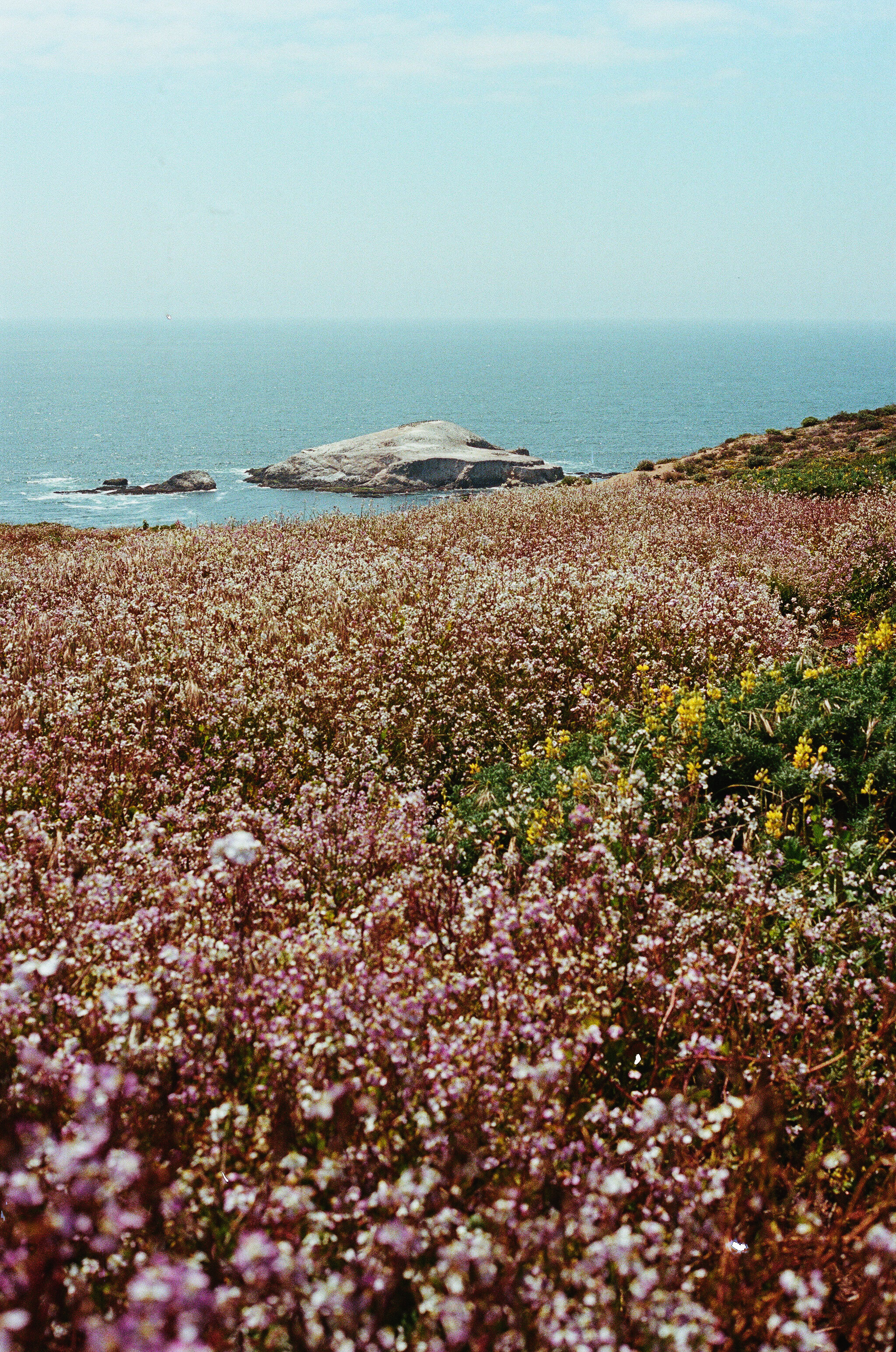 lupins and wild radish bloom on a hillside on Tomales Point, the ocean shining blue in the background.