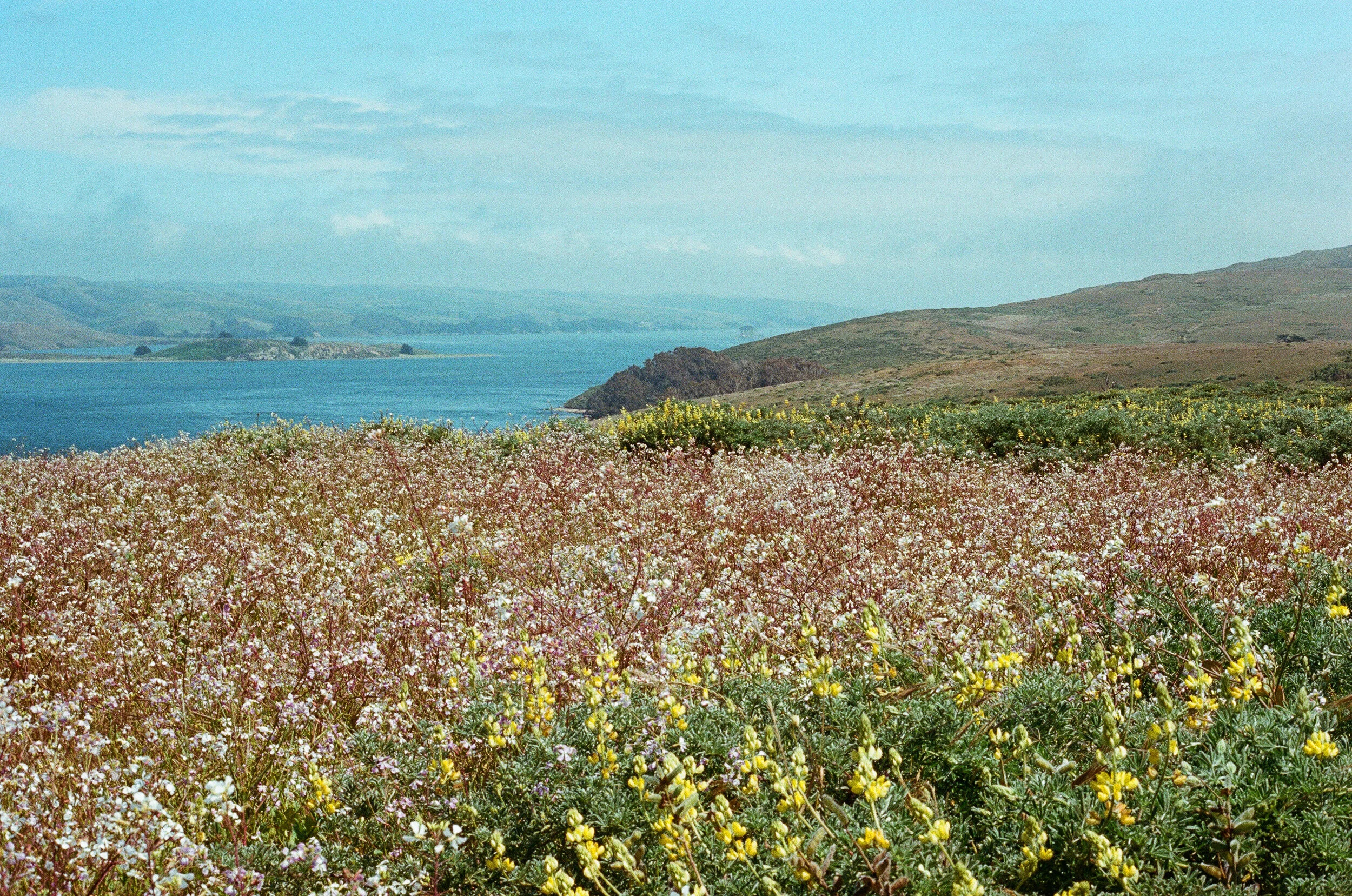 Lupins and wild radishes bloom on Tomales Point, and in the blue distance Hog Island and Tomales bay bask in the sun.