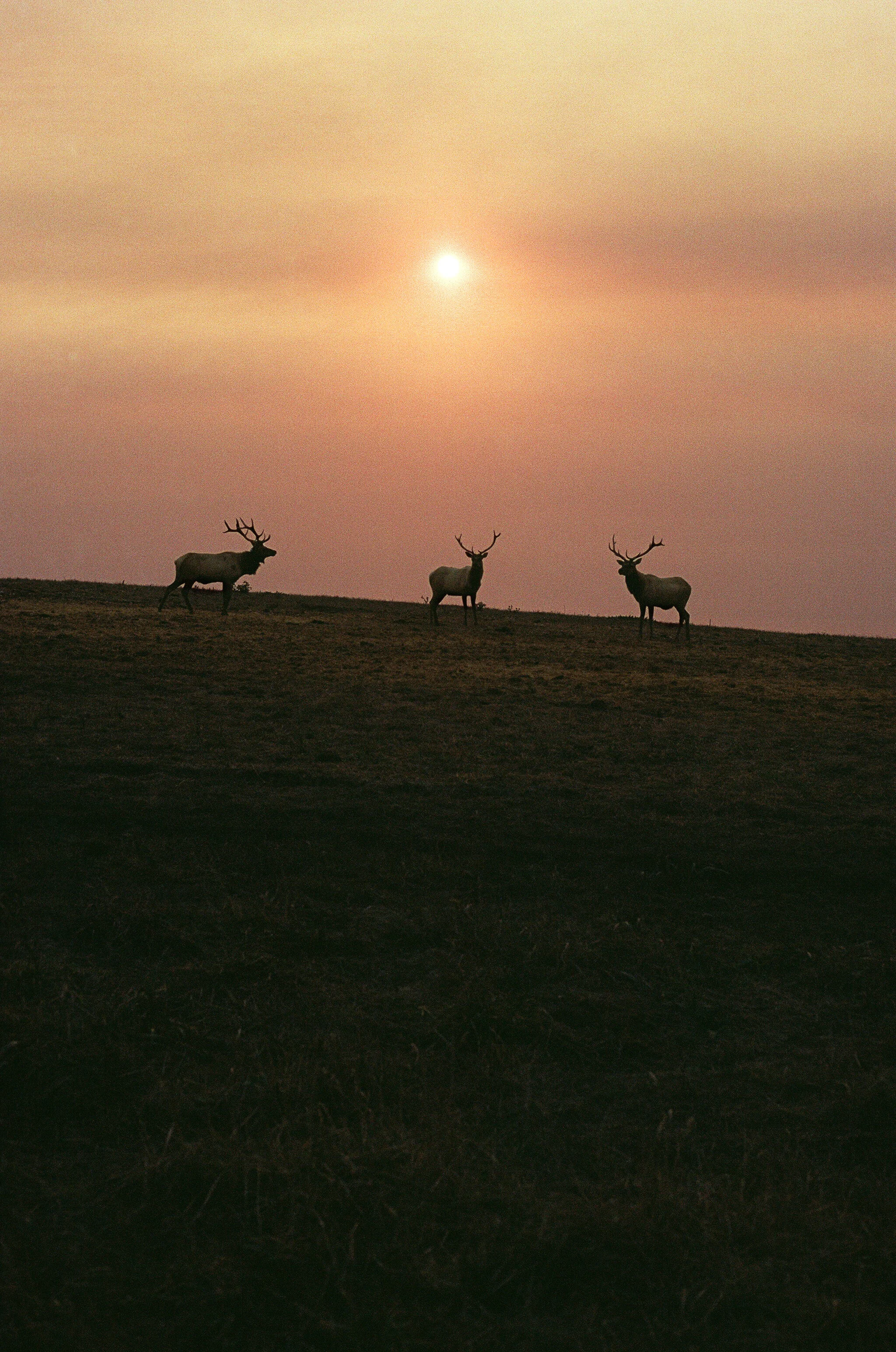Three male Tule Elk silhouetted against the sunset.