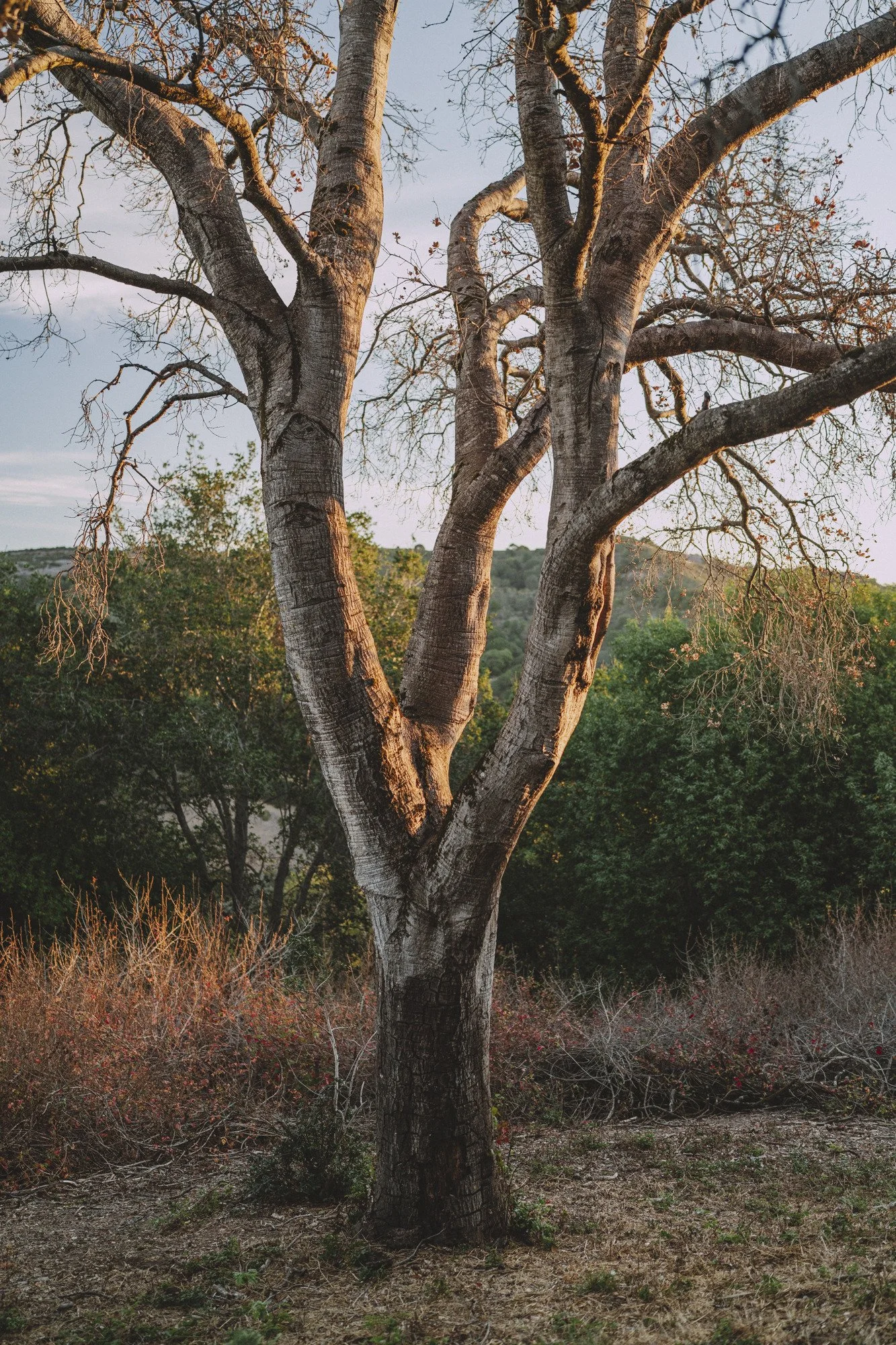 A bare coast live oak is highlighted by the morning sun, foregrounding poison oak, more trees and distant hillside.