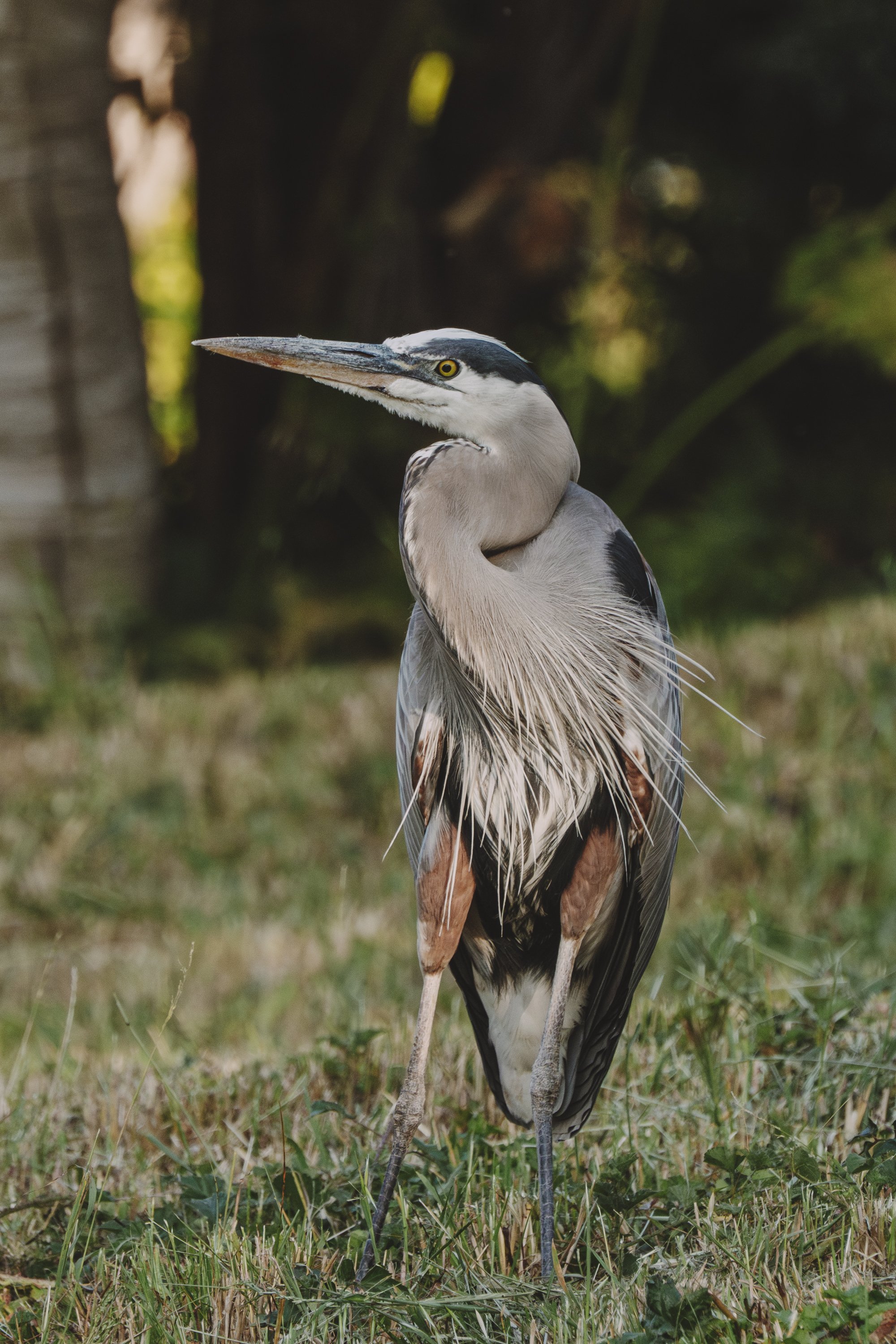 A great blue heron keeps an eye on its surroundings while hunting for gophers in the hills.