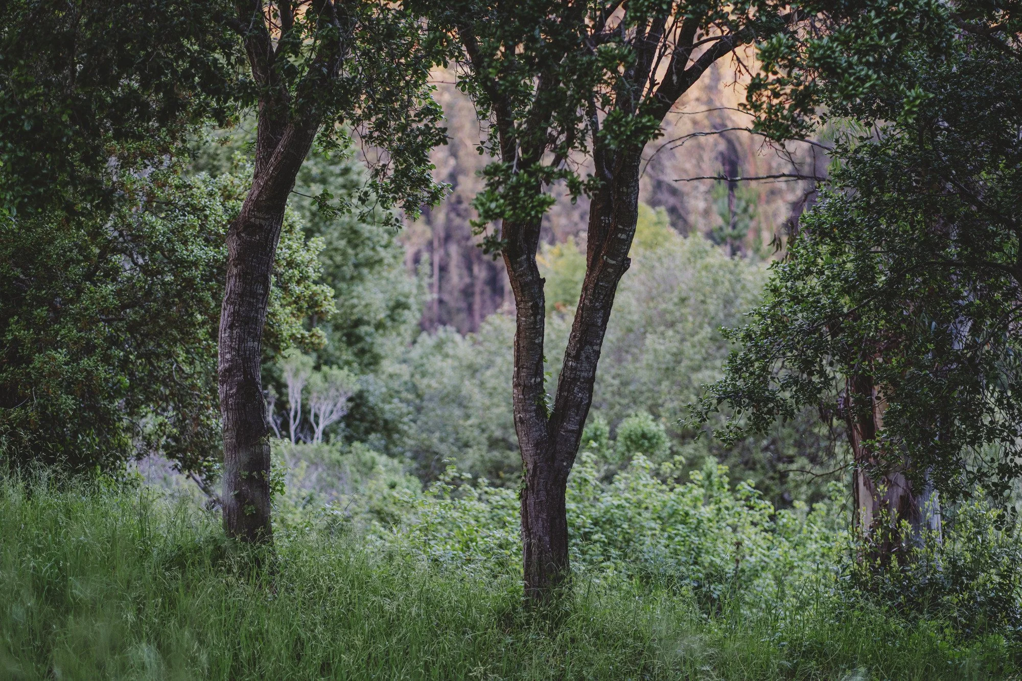 Oaks bask in the last light of the day, while the eucalyptus grove in the valley glows pink