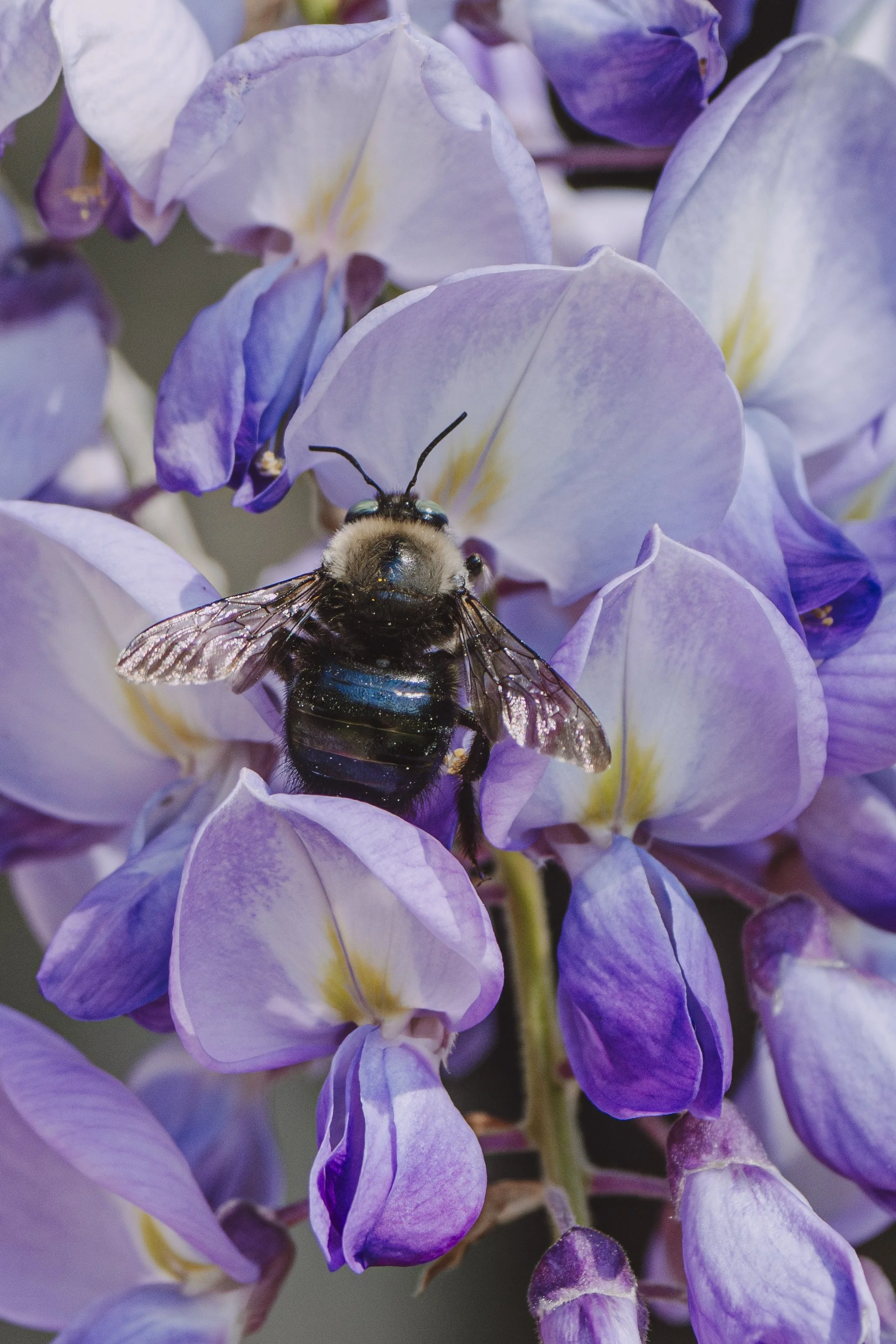 a carpenter bee feasts on wisteria pollen at Blake Gardens in Kensington, CA on a sunny day.
