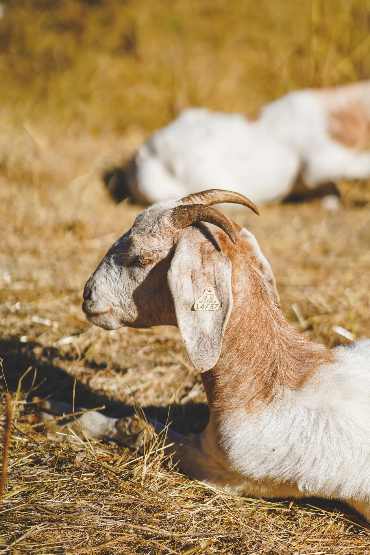 A fire goat rests near its friends on some dry grass.