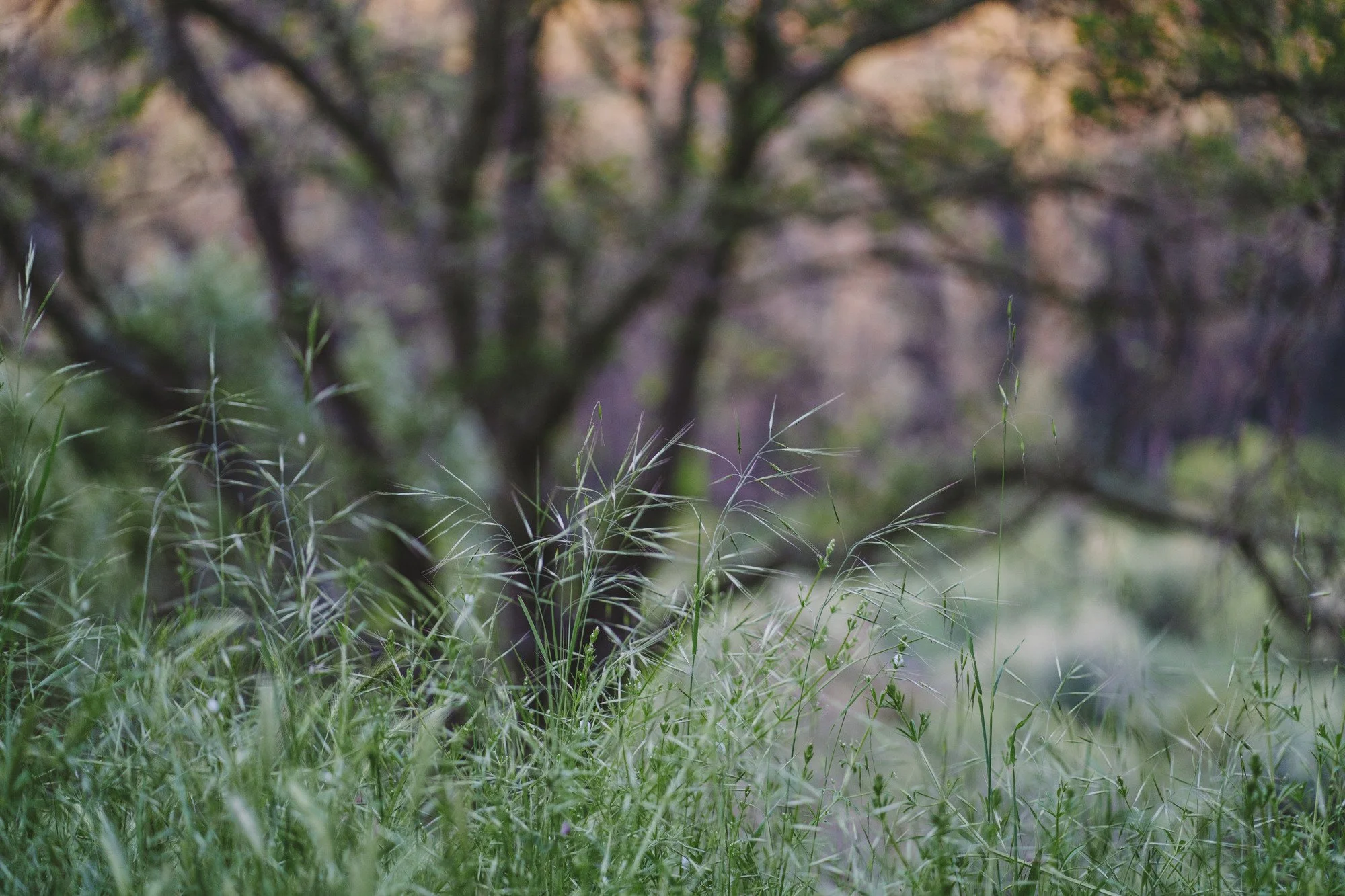 Tall green grasses have yet to dry out for the year.