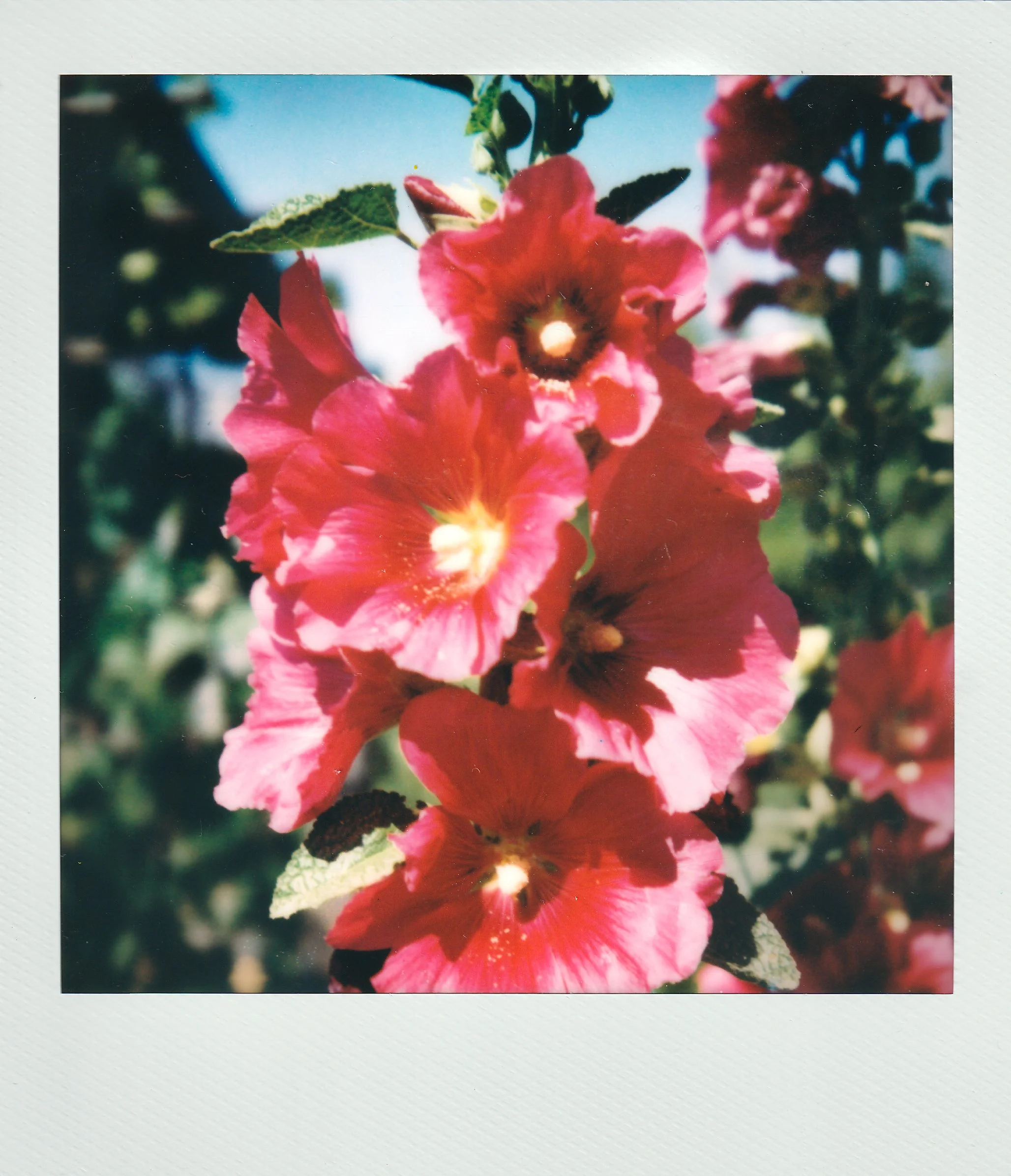Polaroids-26.jpg