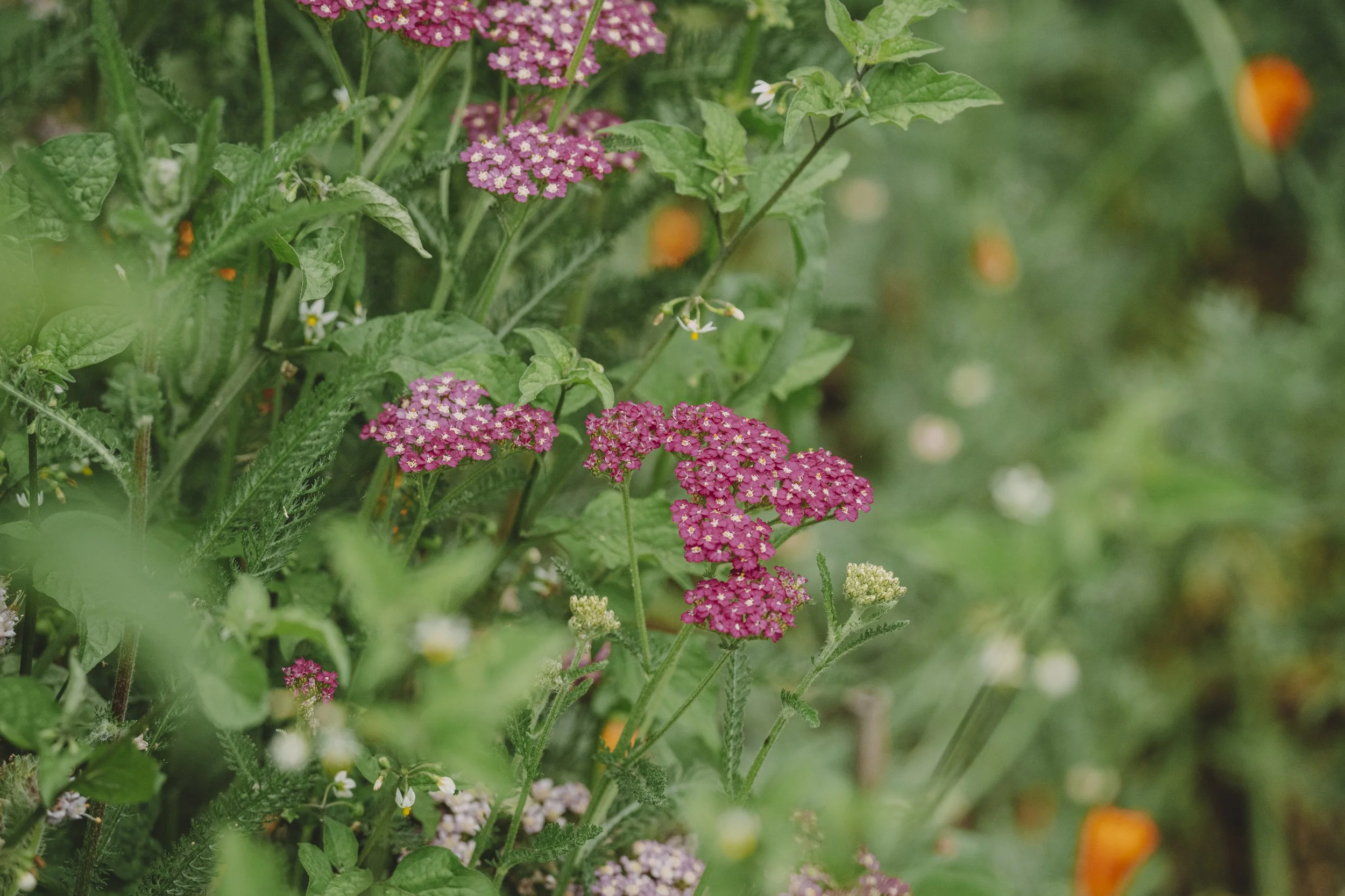 magenta yarrow flowers stand out against a green background dotted with California poppies.