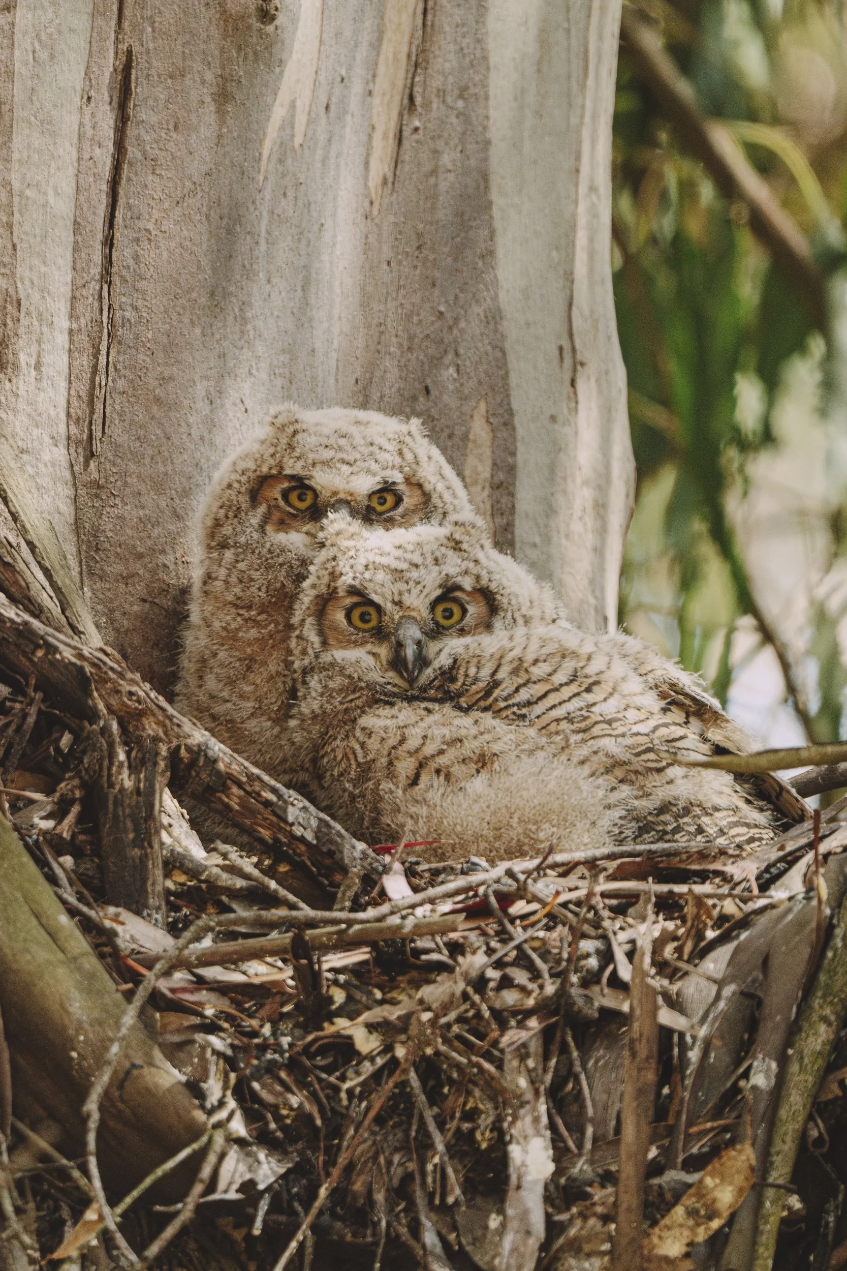 Great horned owlets cuddle in their nest in the crook of a Eucalyptus tree in Tilden Regional Park.