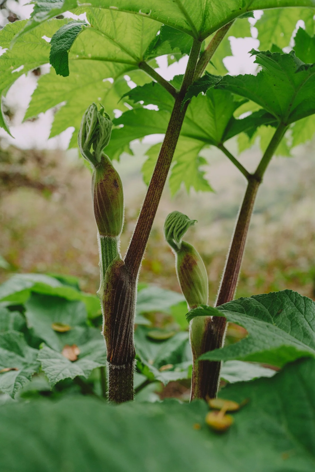 Cow Parsnip (Heracleum maximum) grows in large, fuzzy stocks with huge, broad green leaves